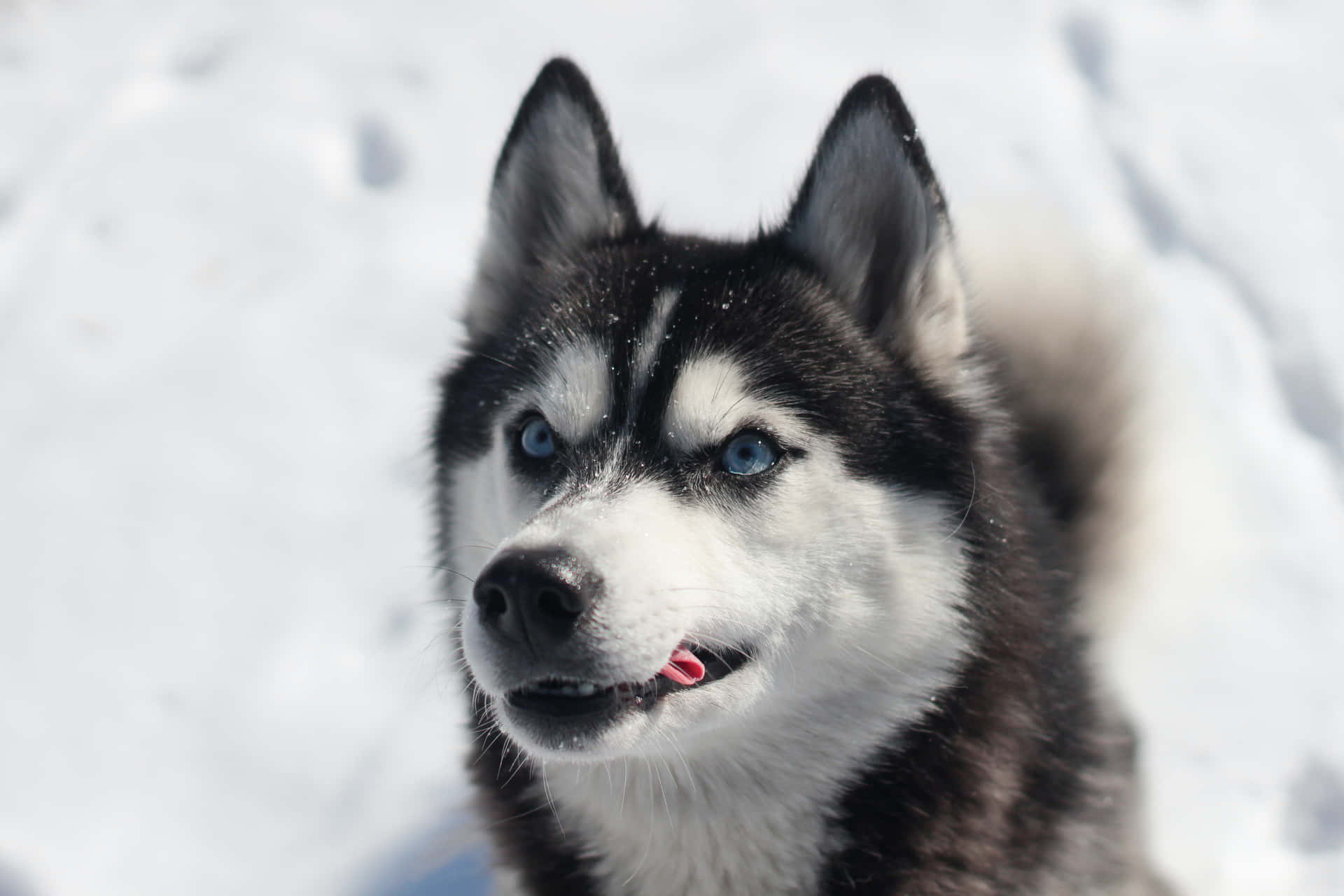 Immaginedi Un Cane Feroce Nella Neve Di Razza Siberian Husky.