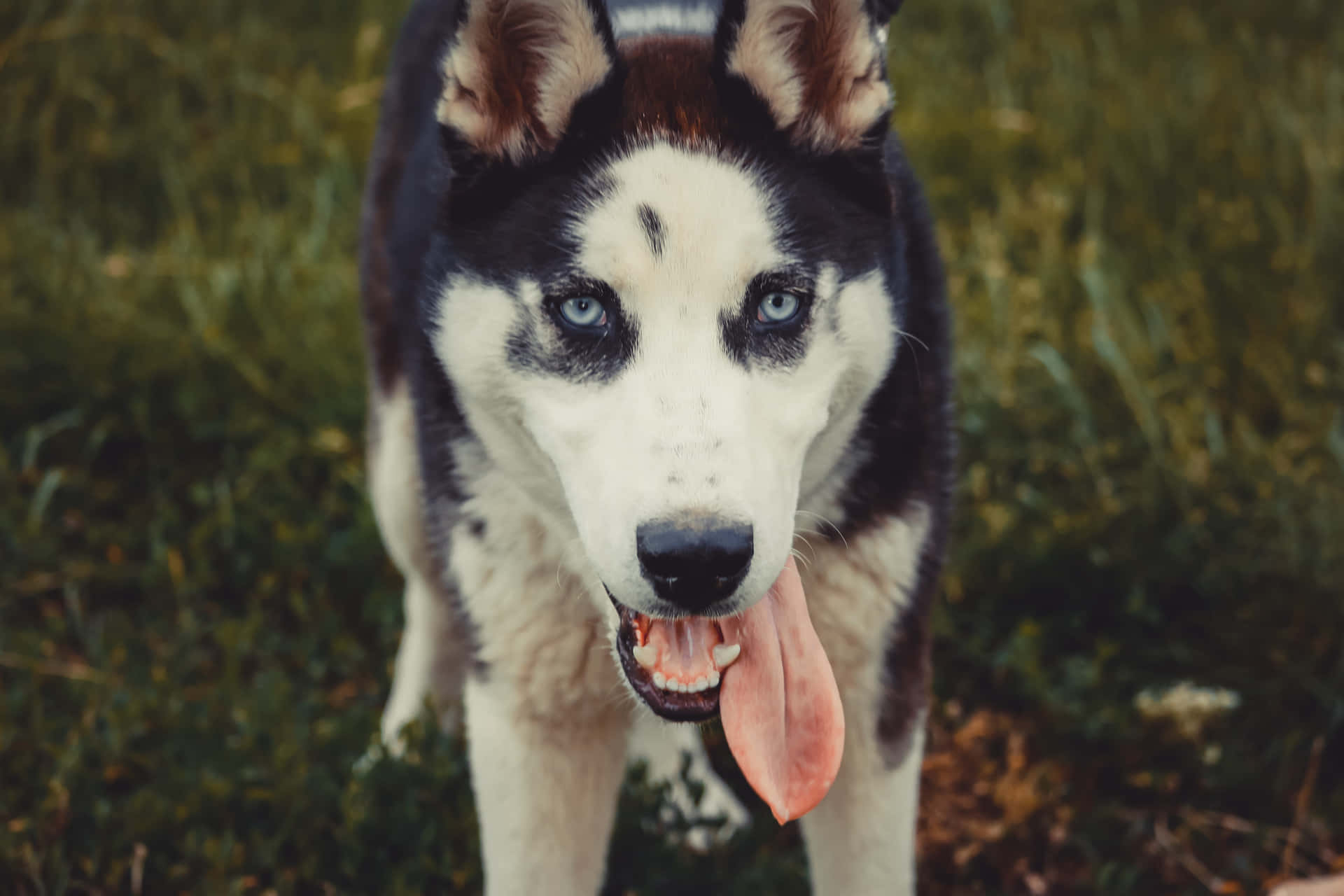 Sibiriskhusky-bild Kuslig Hund