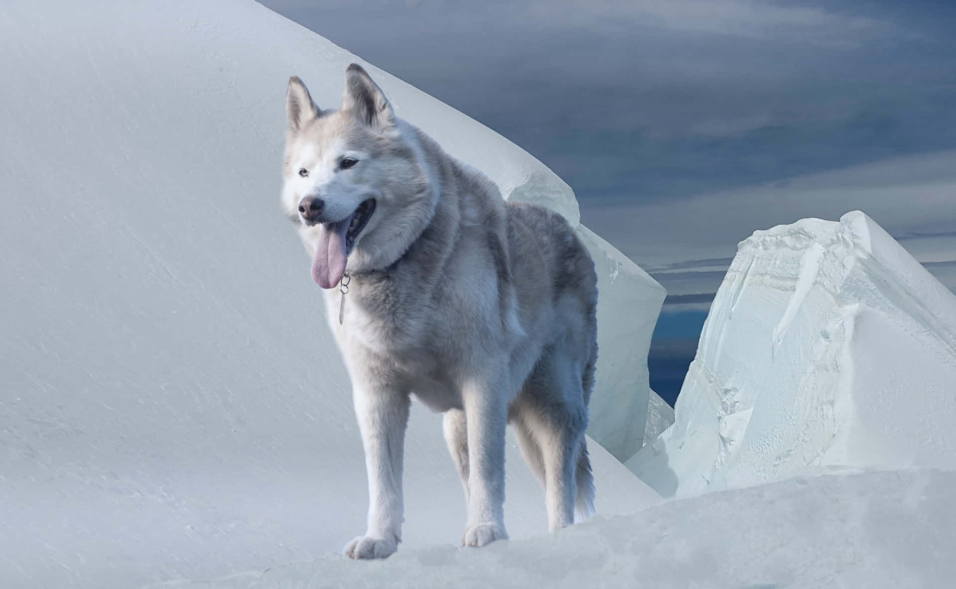 Voldsom Hund Gletsjer Is Siberian Husky Billede Design
