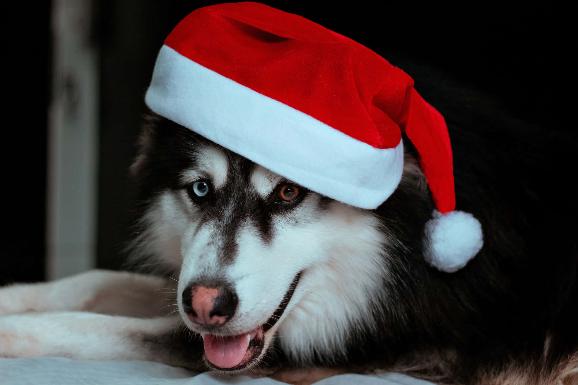 Imagende Un Fiero Perro Husky Siberiano De Navidad
