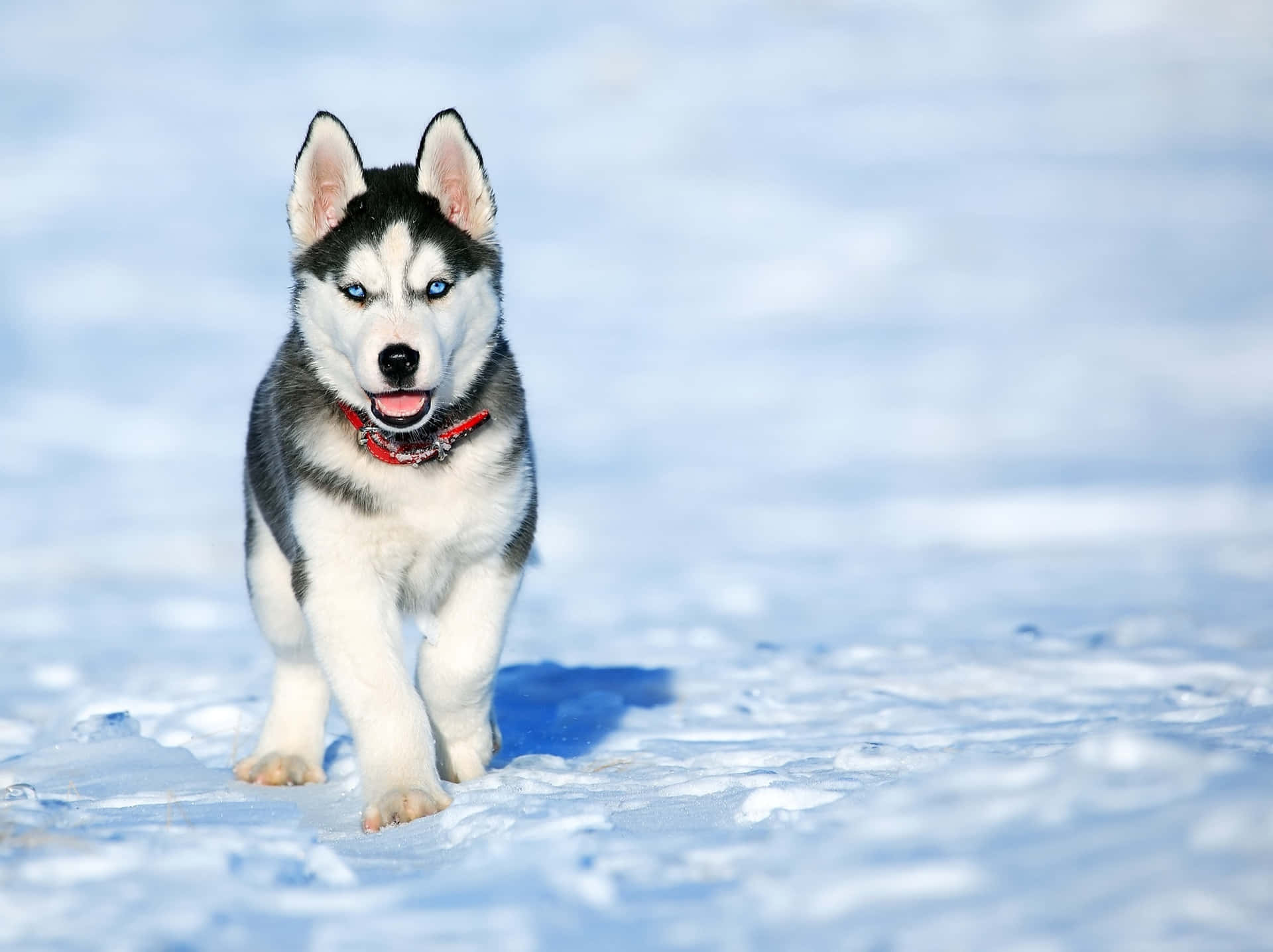 Bildeines Wilden Hundes Im Schnee: Sibirischer Husky.