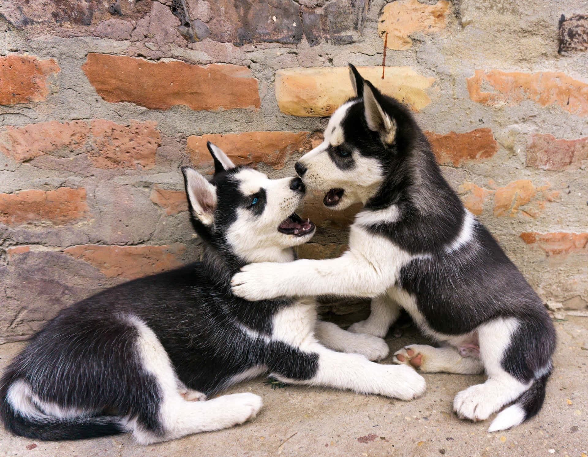 Wallpaper - Siberisk Husky billede søde hunde søskende tapet
