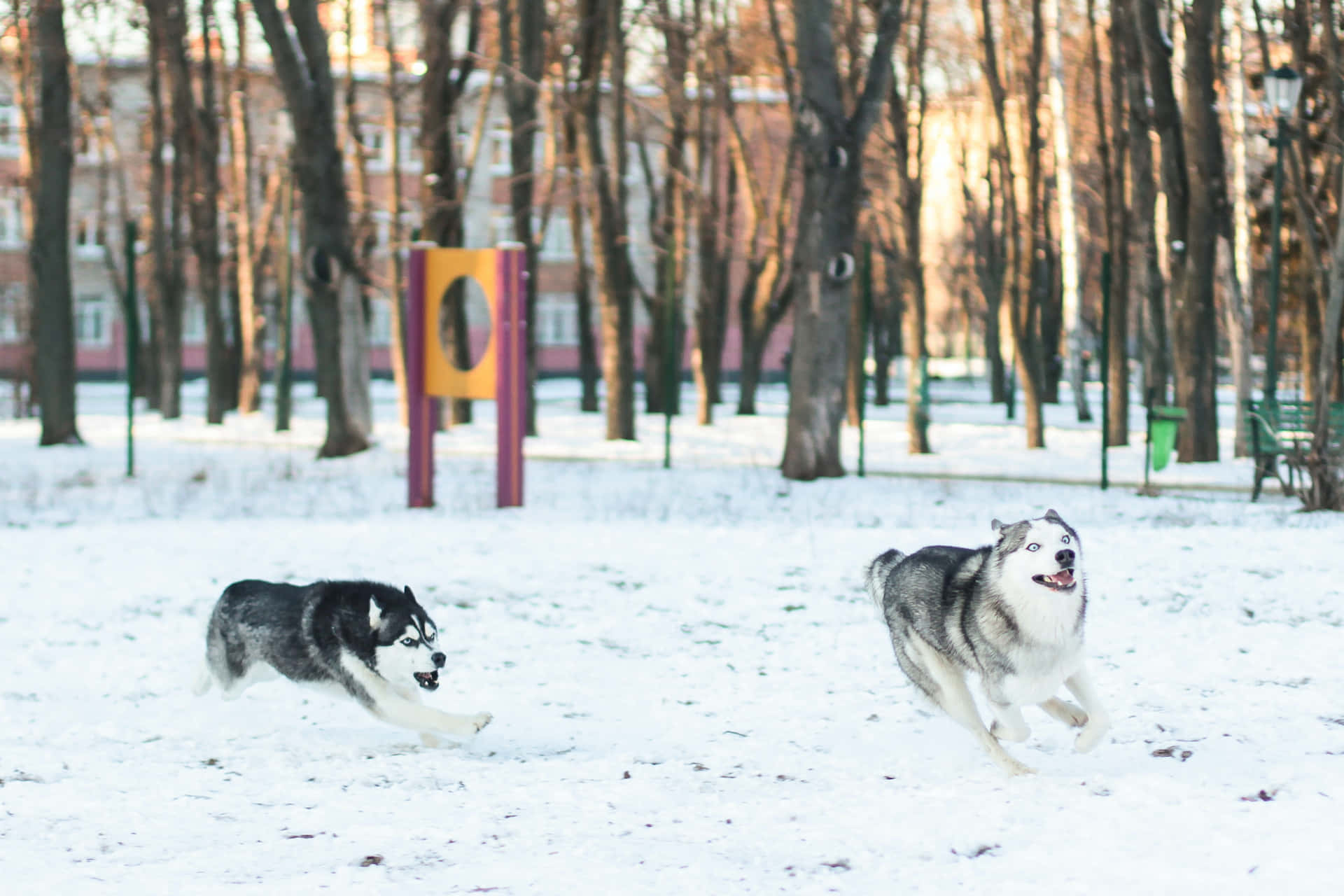 Immaginidi Siberian Husky Che Giocano Con Il Cane