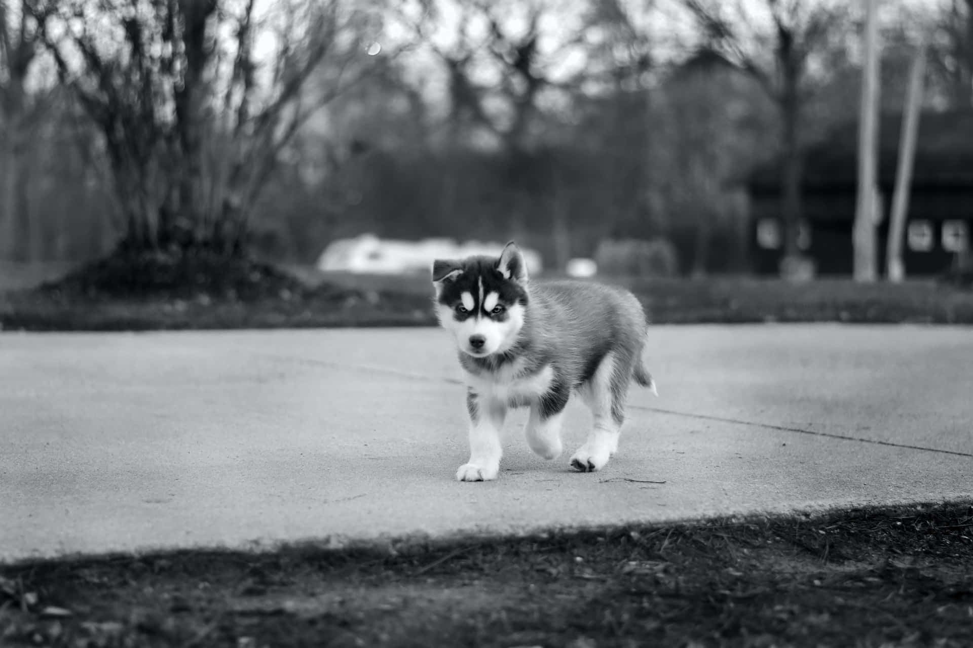 Black And White Dog Siberian Husky Picture