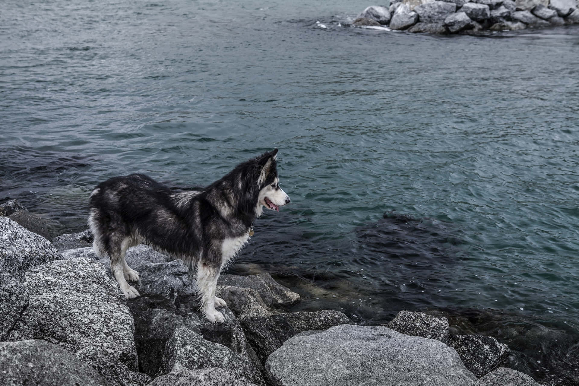 Bildeines Furchteinflößenden Sibirischen Huskys Am Meer.
