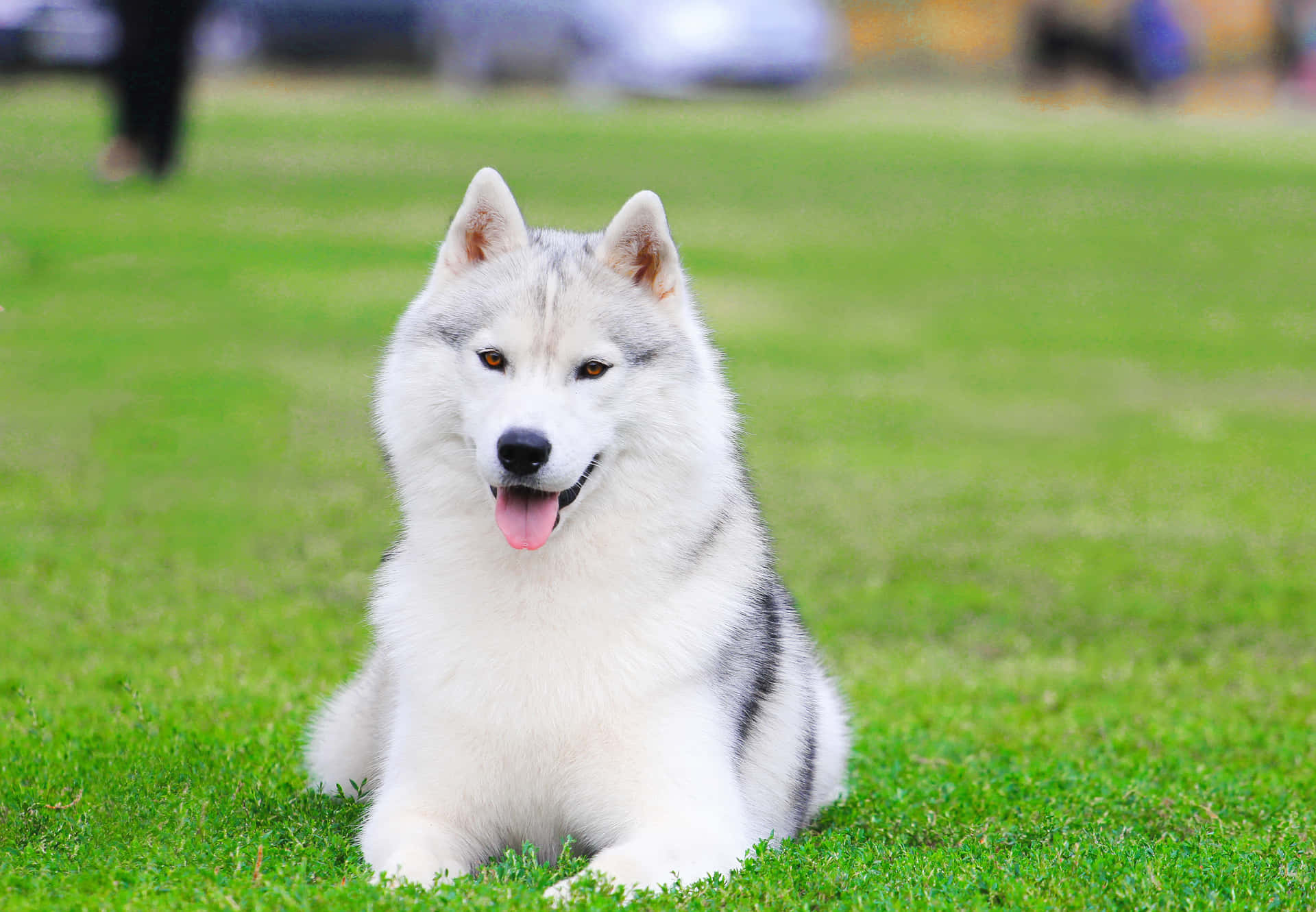Siberian Husky Picture Cute Dog