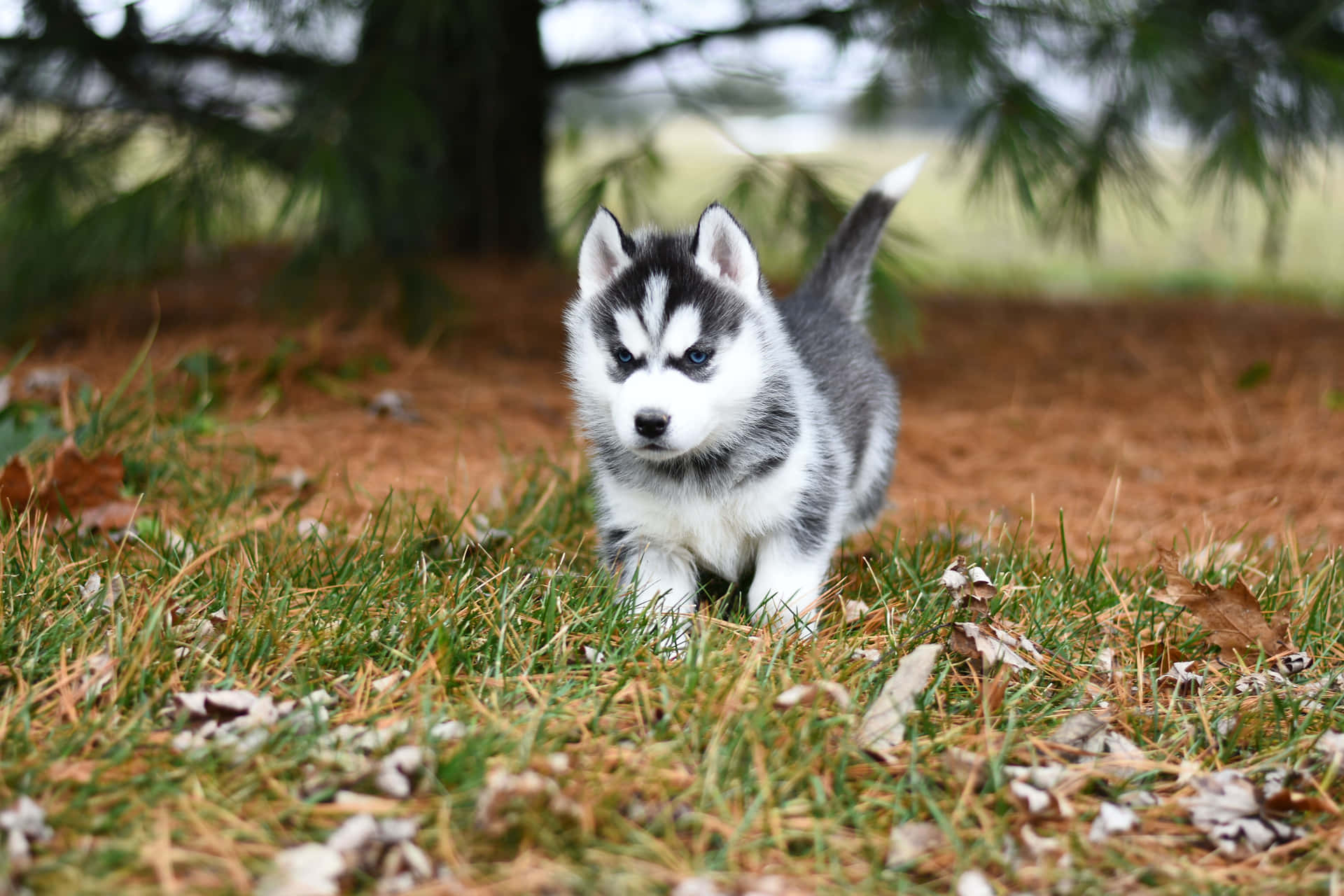 Bildeines Temperamentvollen Und Verspielten Siberian Husky Hundes