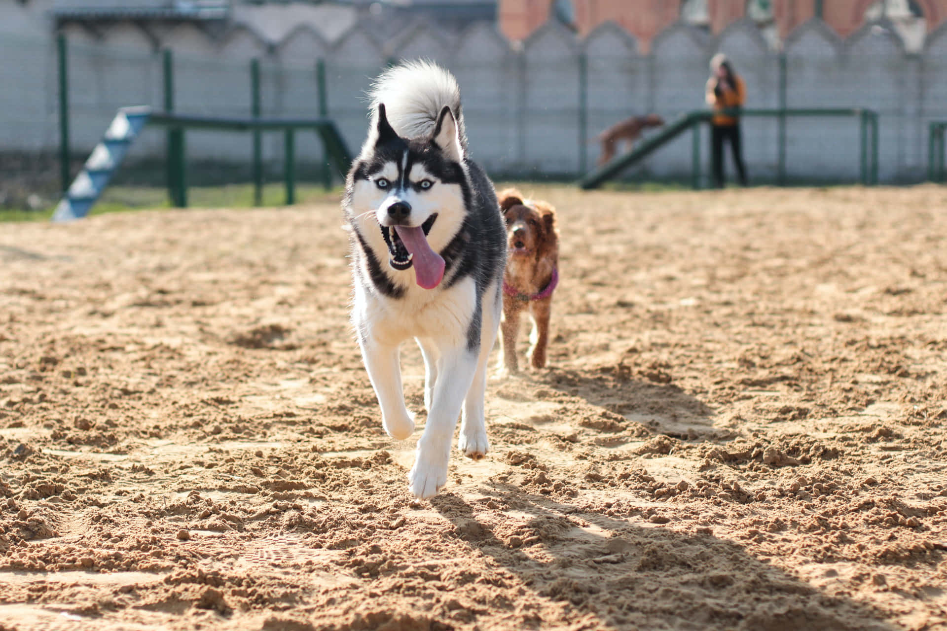 Parcogiochi Per Cani - Immagine Di Un Siberian Husky