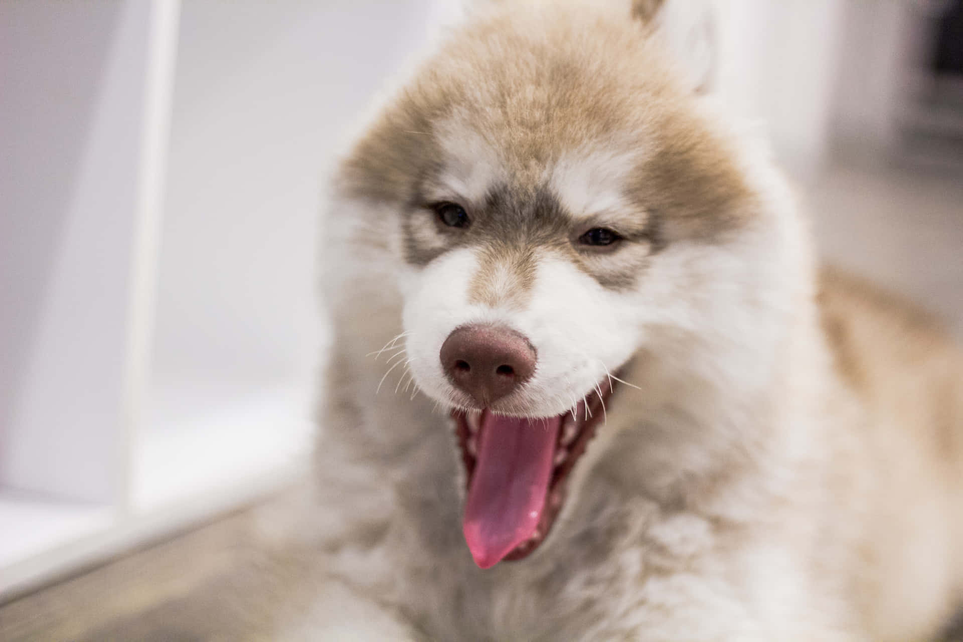 Sjovt Fierce Hund Siberian Husky Billede Tapet