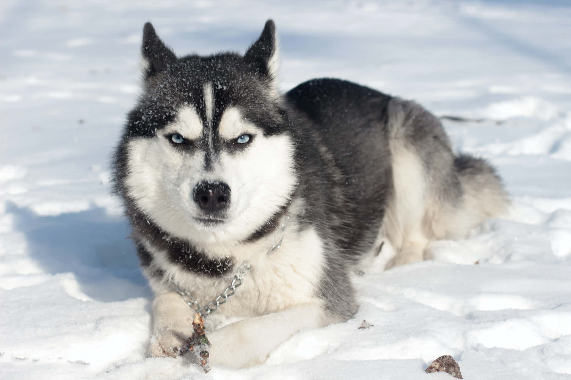 Fierce Angry Dog Siberian Husky Picture