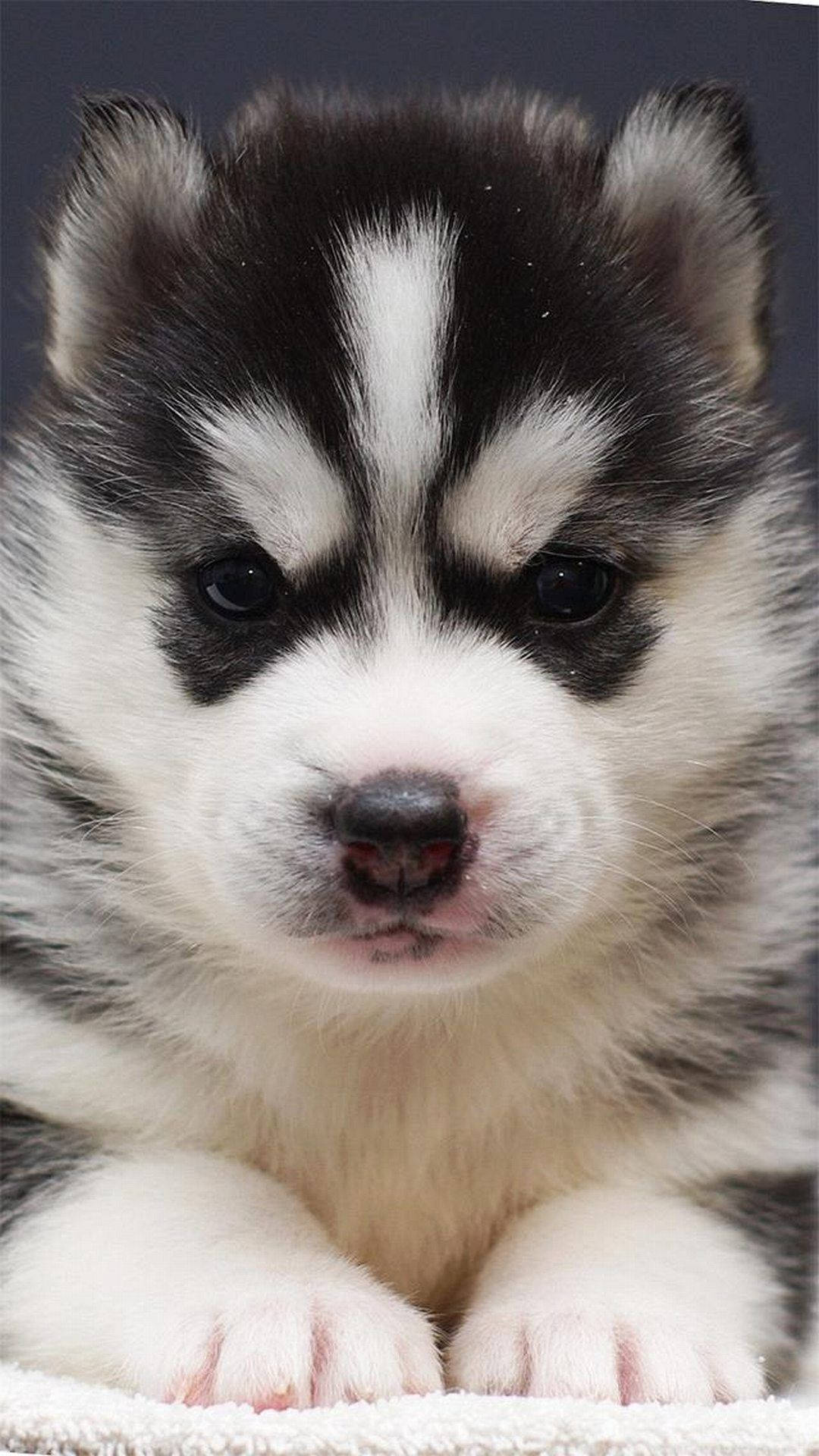 Husky Puppy And Paws Phone Wallpaper