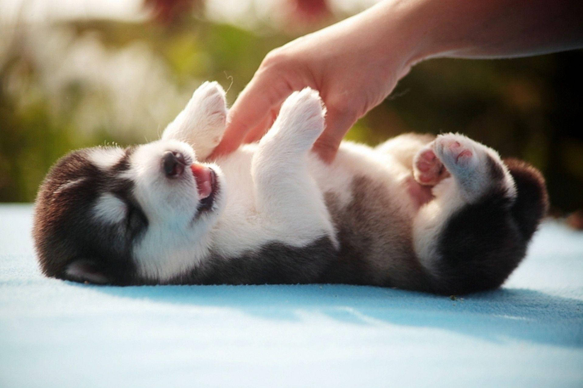 Husky Puppy Being Tickled Wallpaper