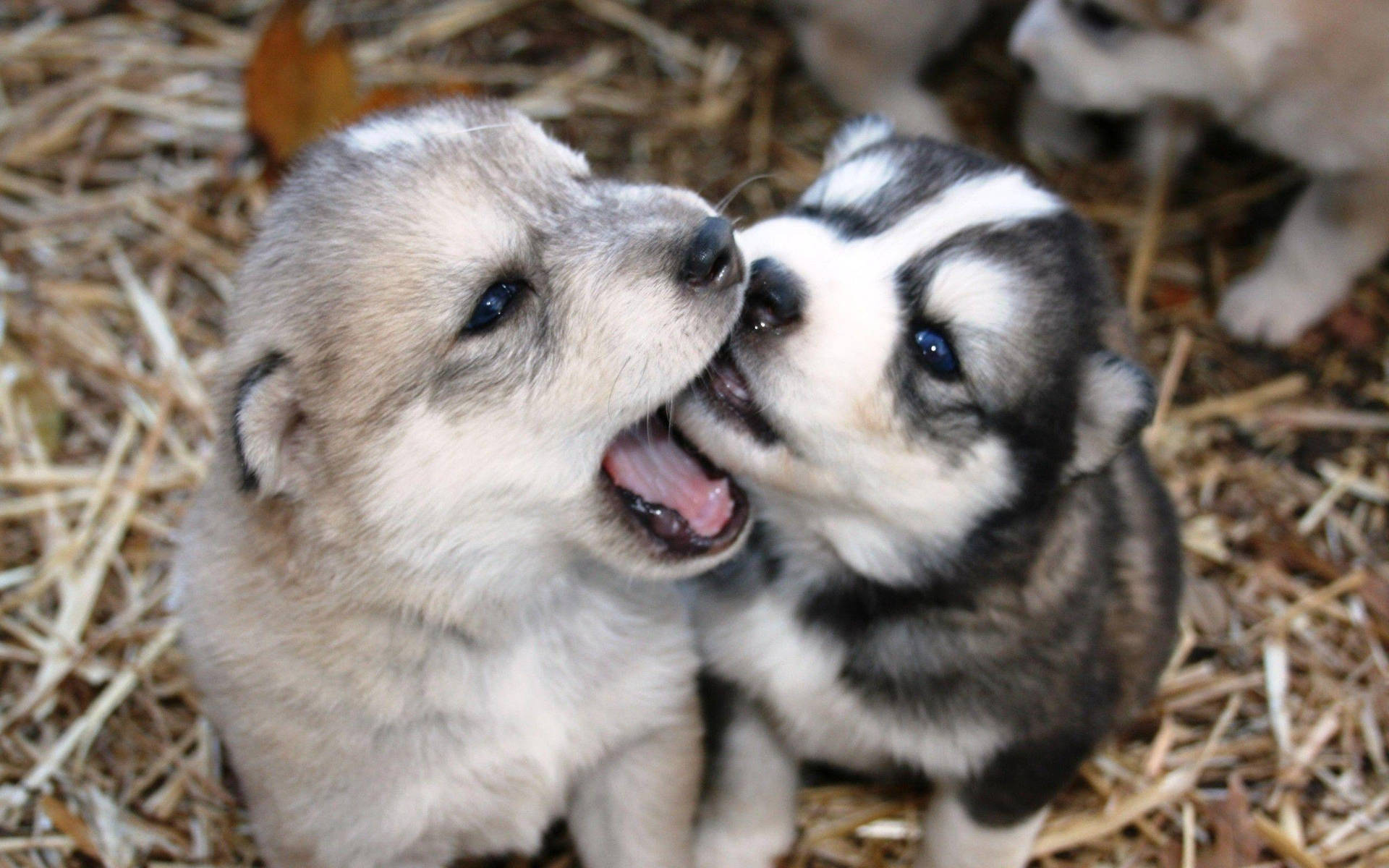Husky Puppy Biting Each Other Background