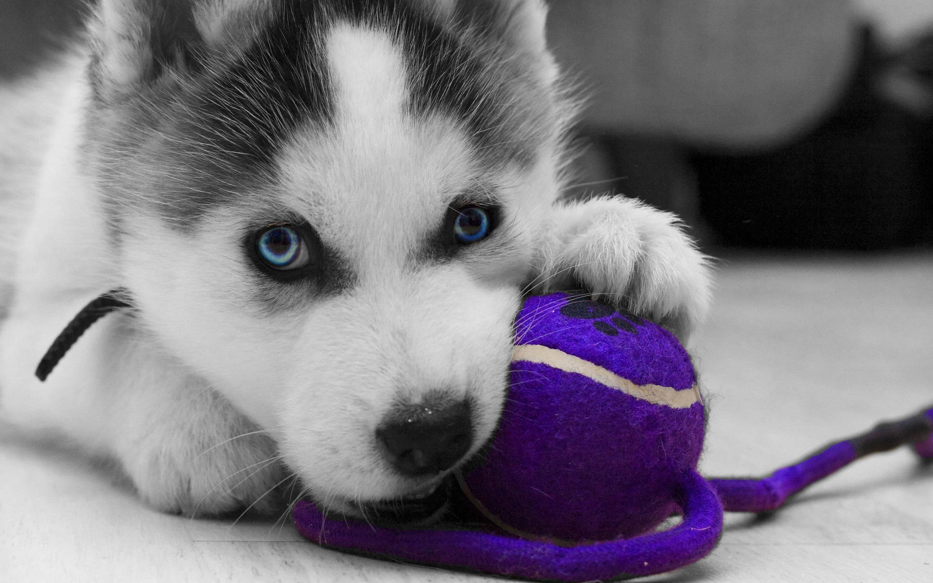 Husky Puppy Biting Toy Background