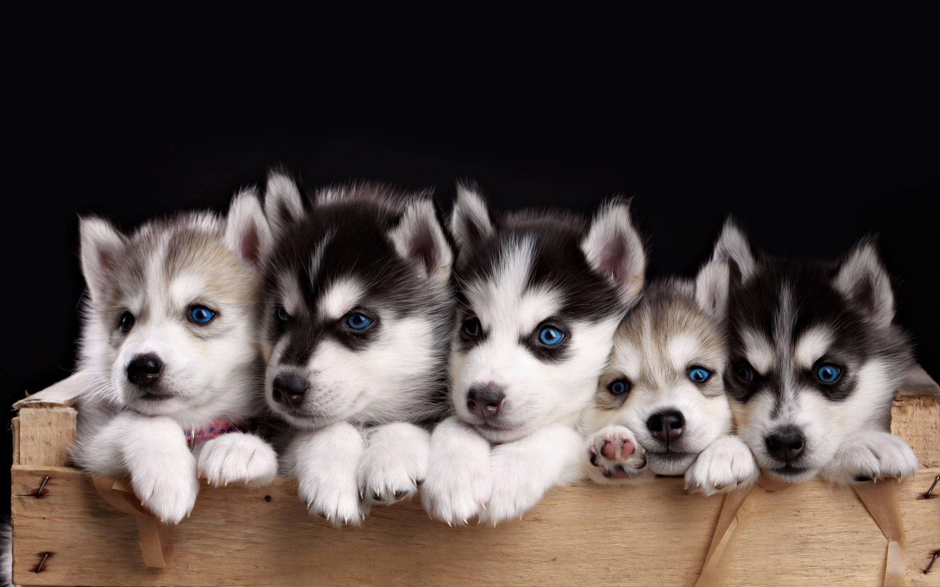 Husky Puppy Dogs In Box Background