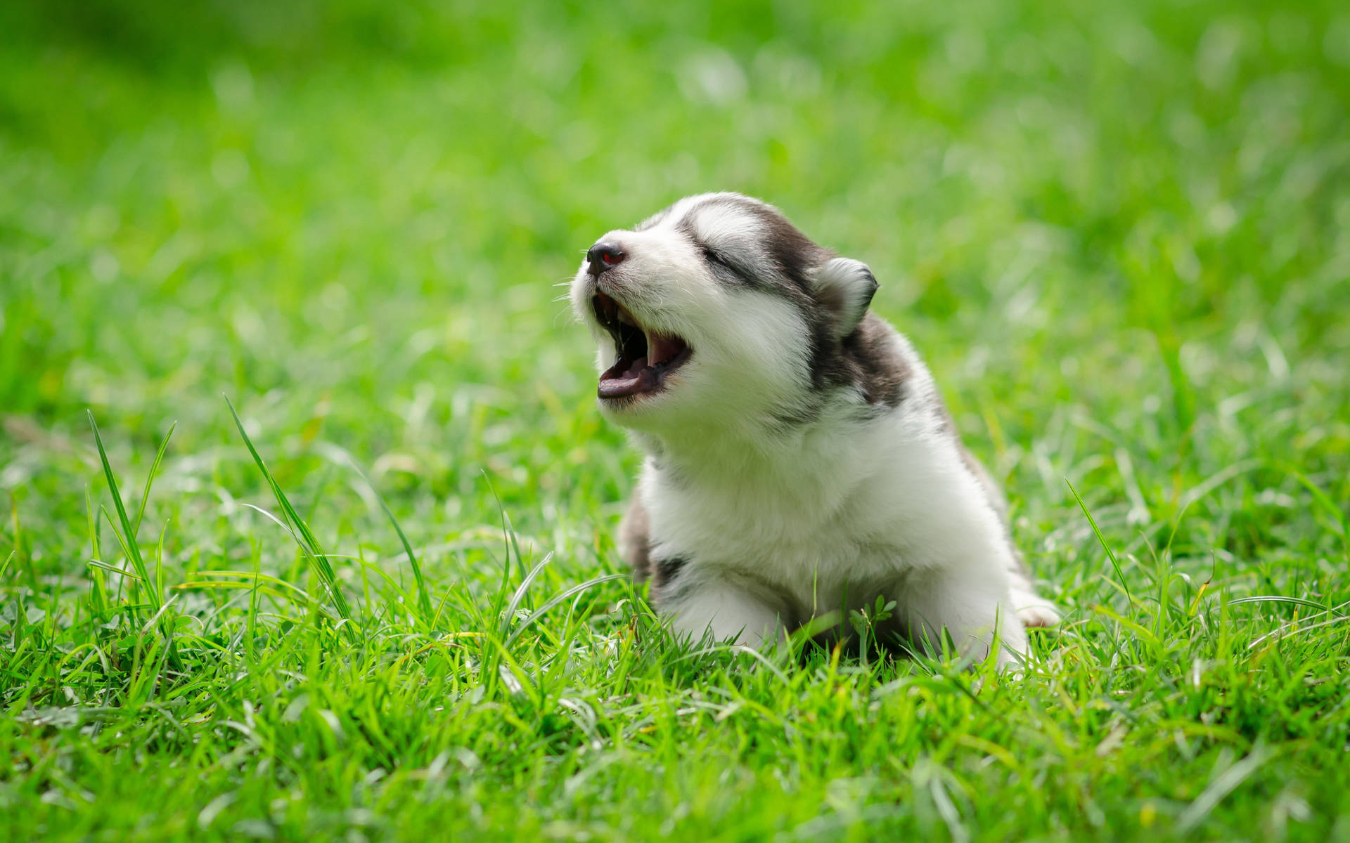 Husky Puppy Howling On Grass Background