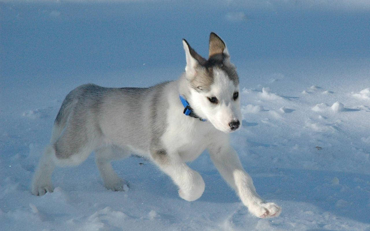 Husky Puppy In Snow Background
