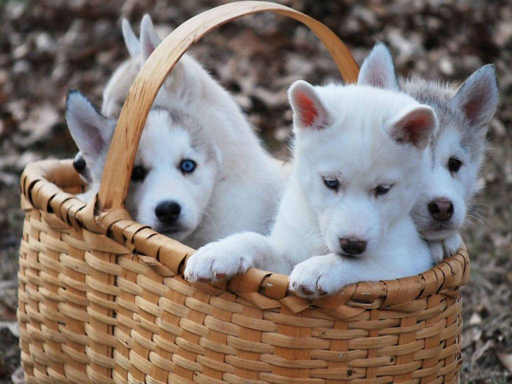 Husky Puppy In Woven Basket Background