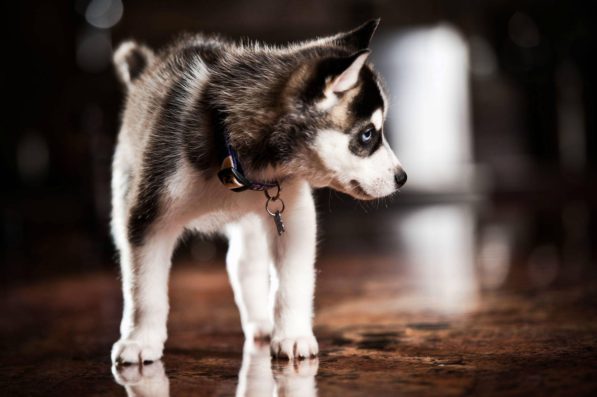 Husky Puppy Looking At Floor Background