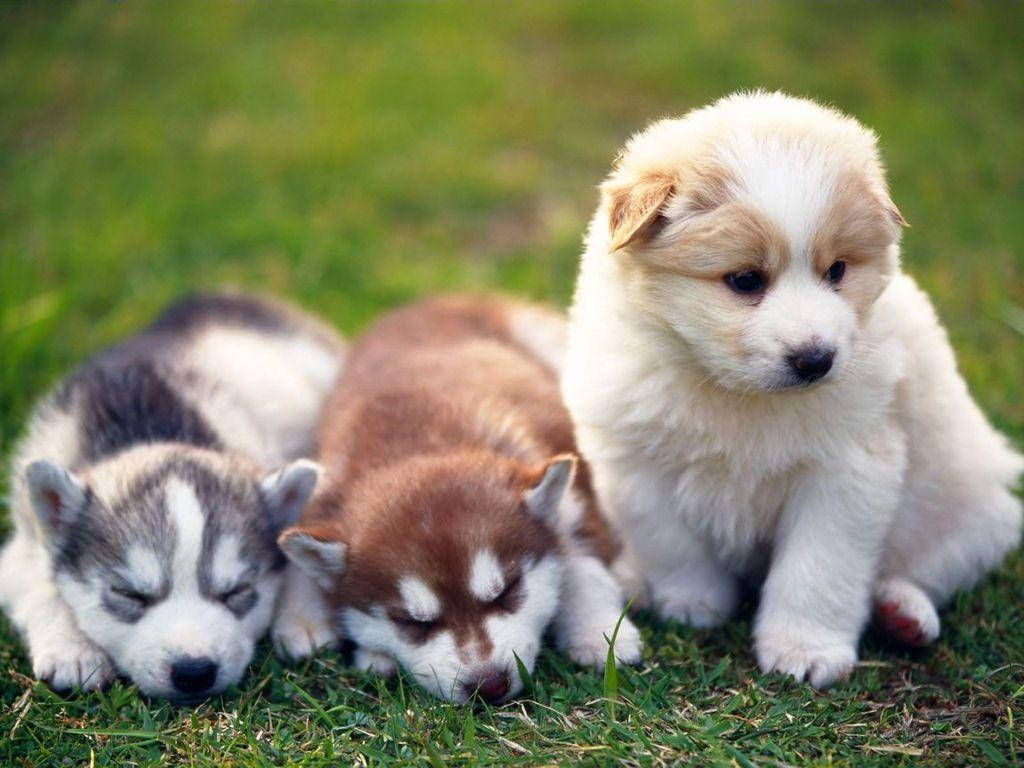 Husky Puppy On Grass Background
