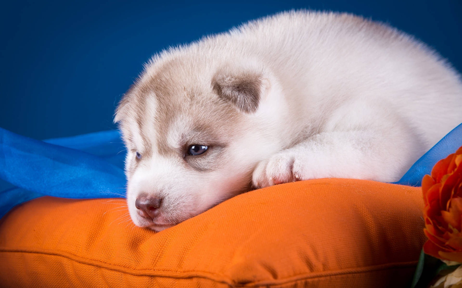 Husky Puppy On Orange Pillow Wallpaper