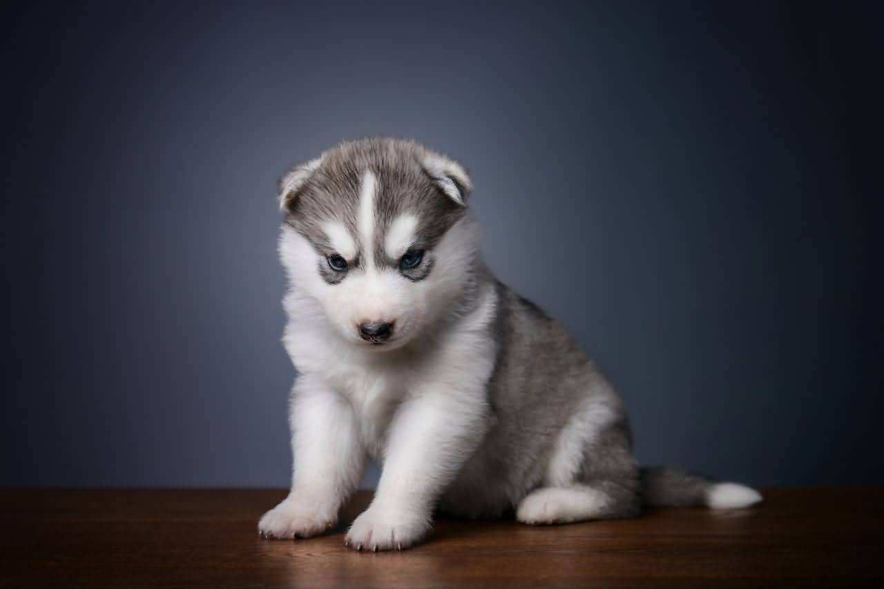 Husky Puppy On Table Background