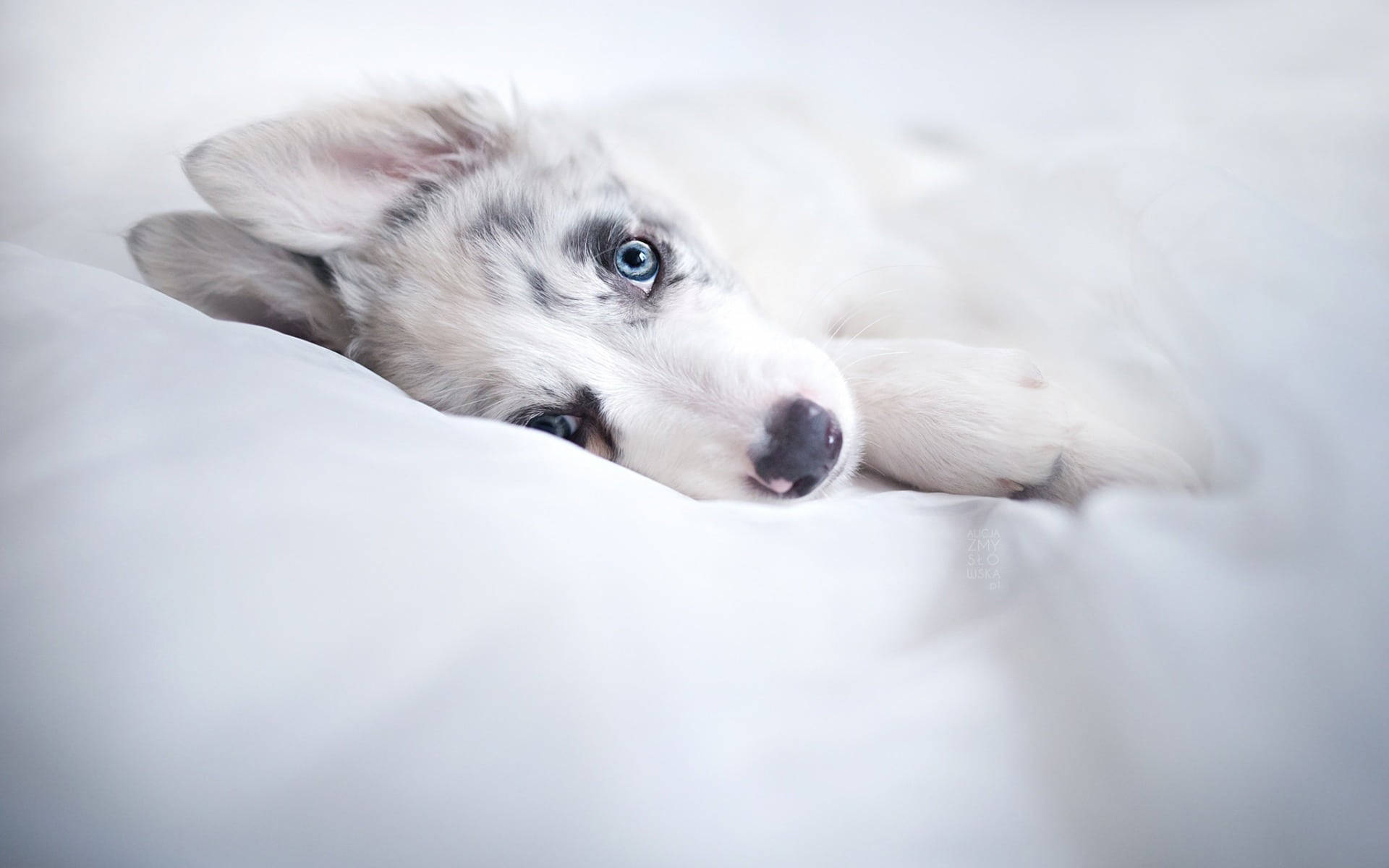Husky Puppy On White Bed Background