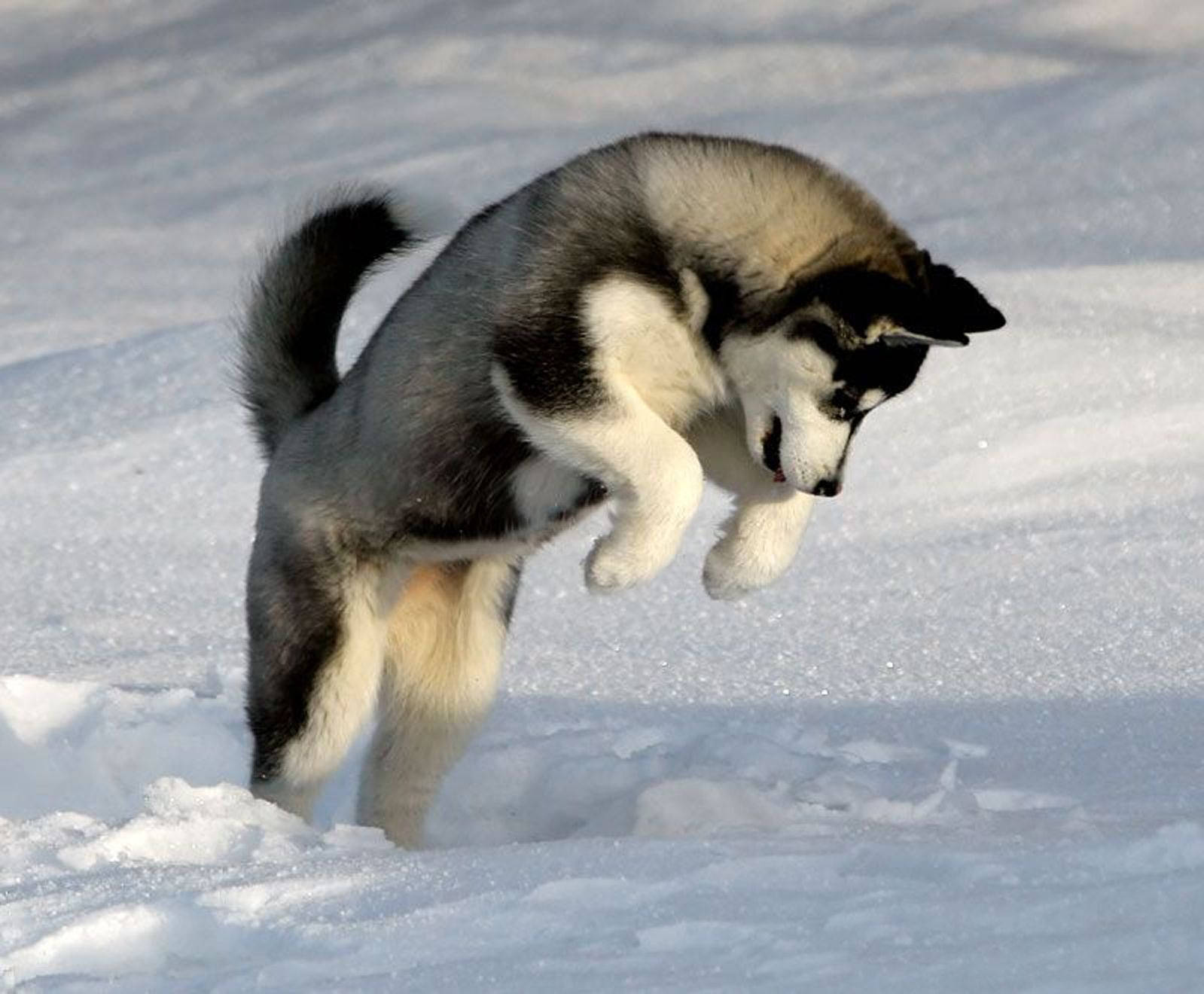 Husky Puppy Playing In Snow Background