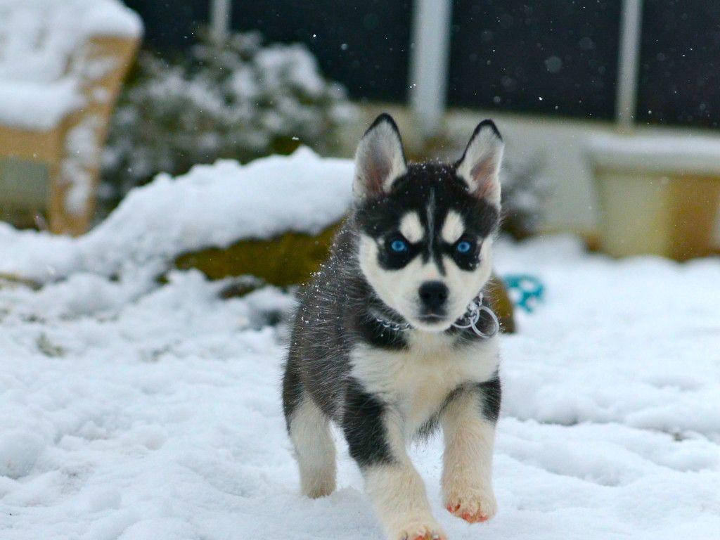 Husky Puppy Running In Snow Wallpaper