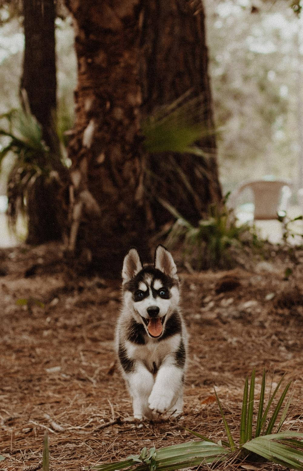 Husky Puppy Running In Woods Background