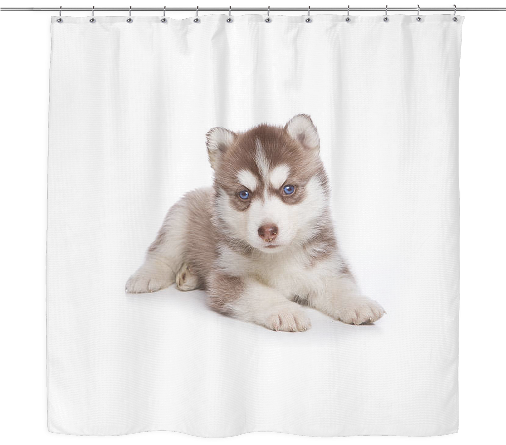Husky Puppy Shower Curtain PNG