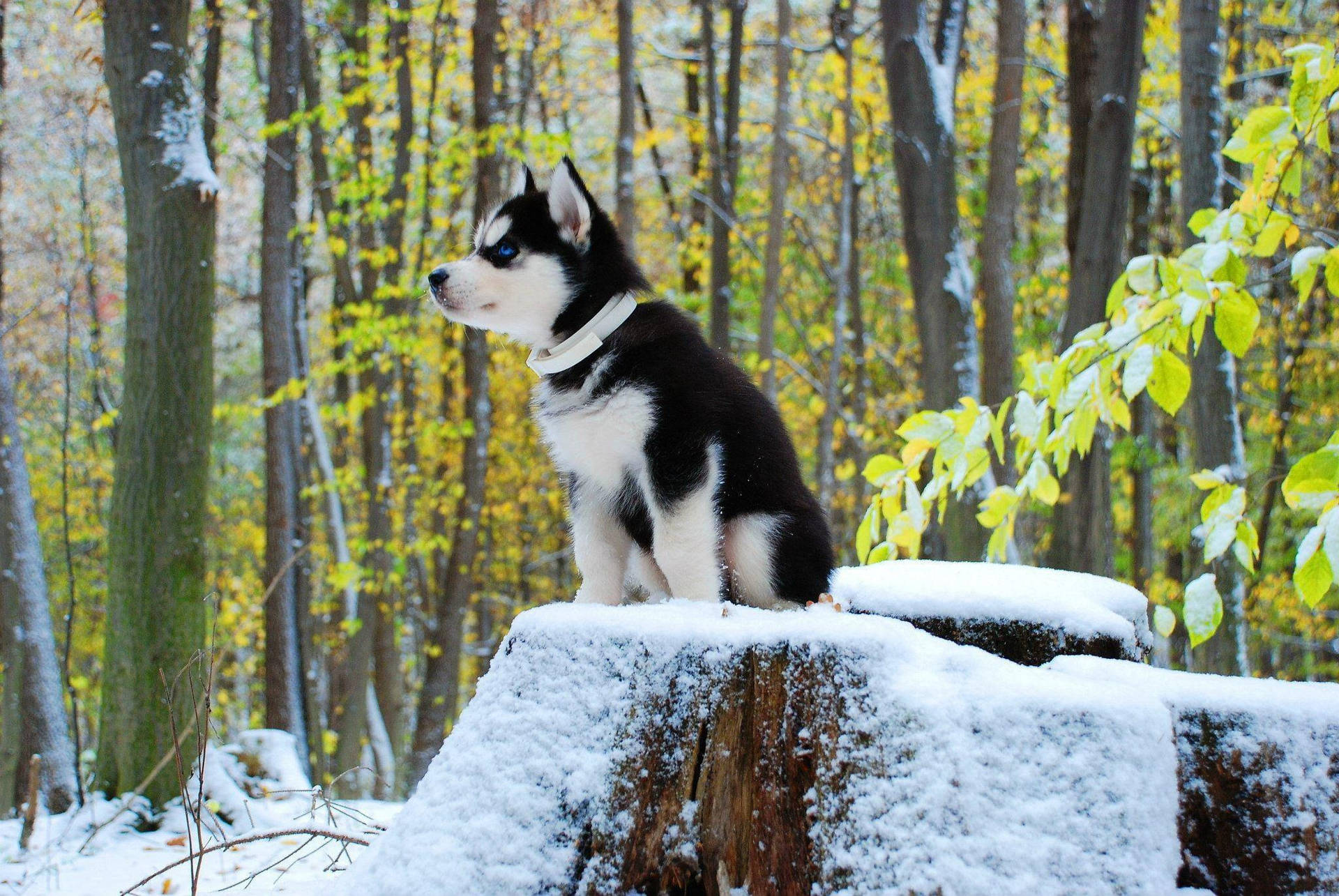 Husky Puppy Snow Forest Wallpaper