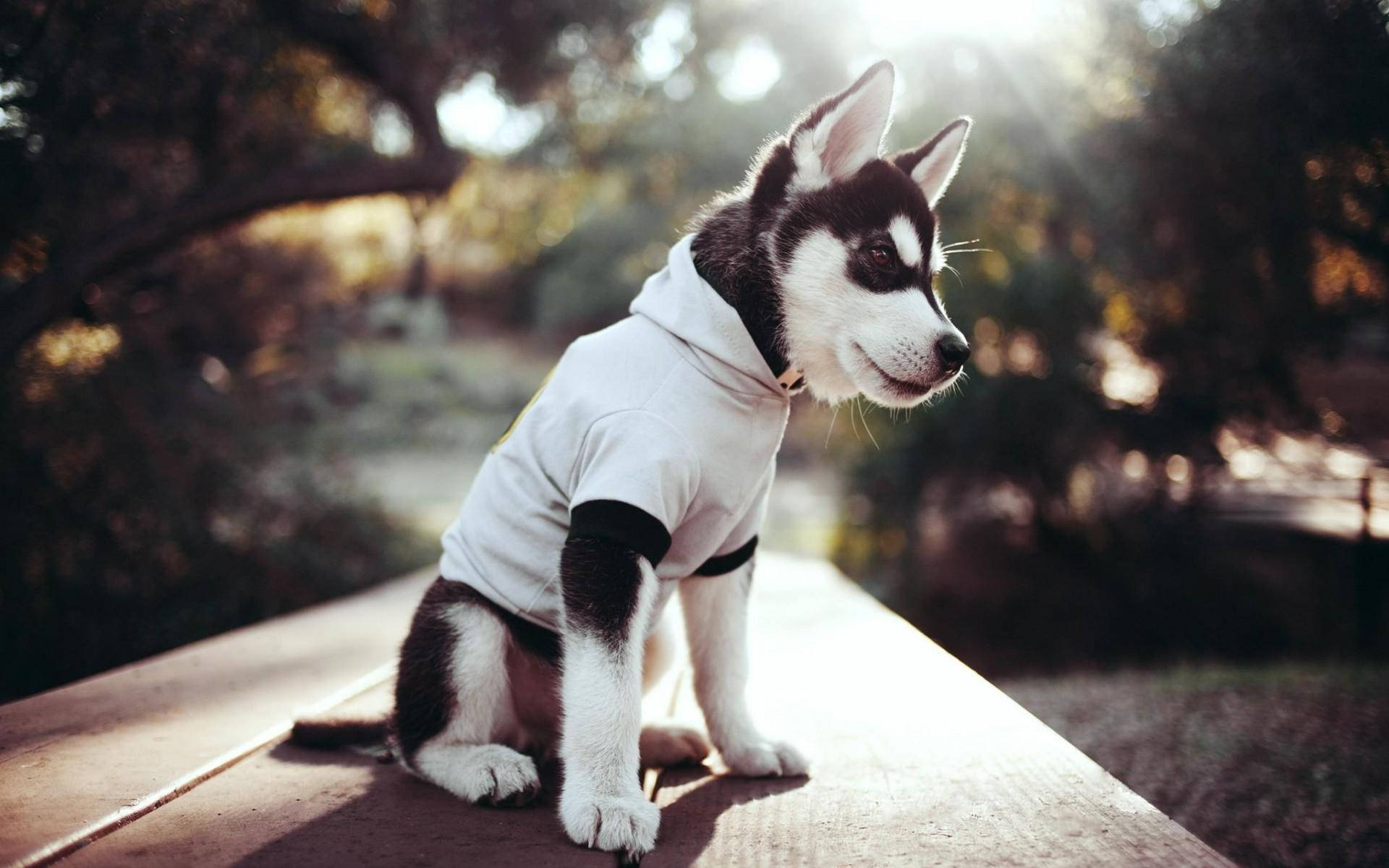 Husky Puppy Wearing Shirt Background