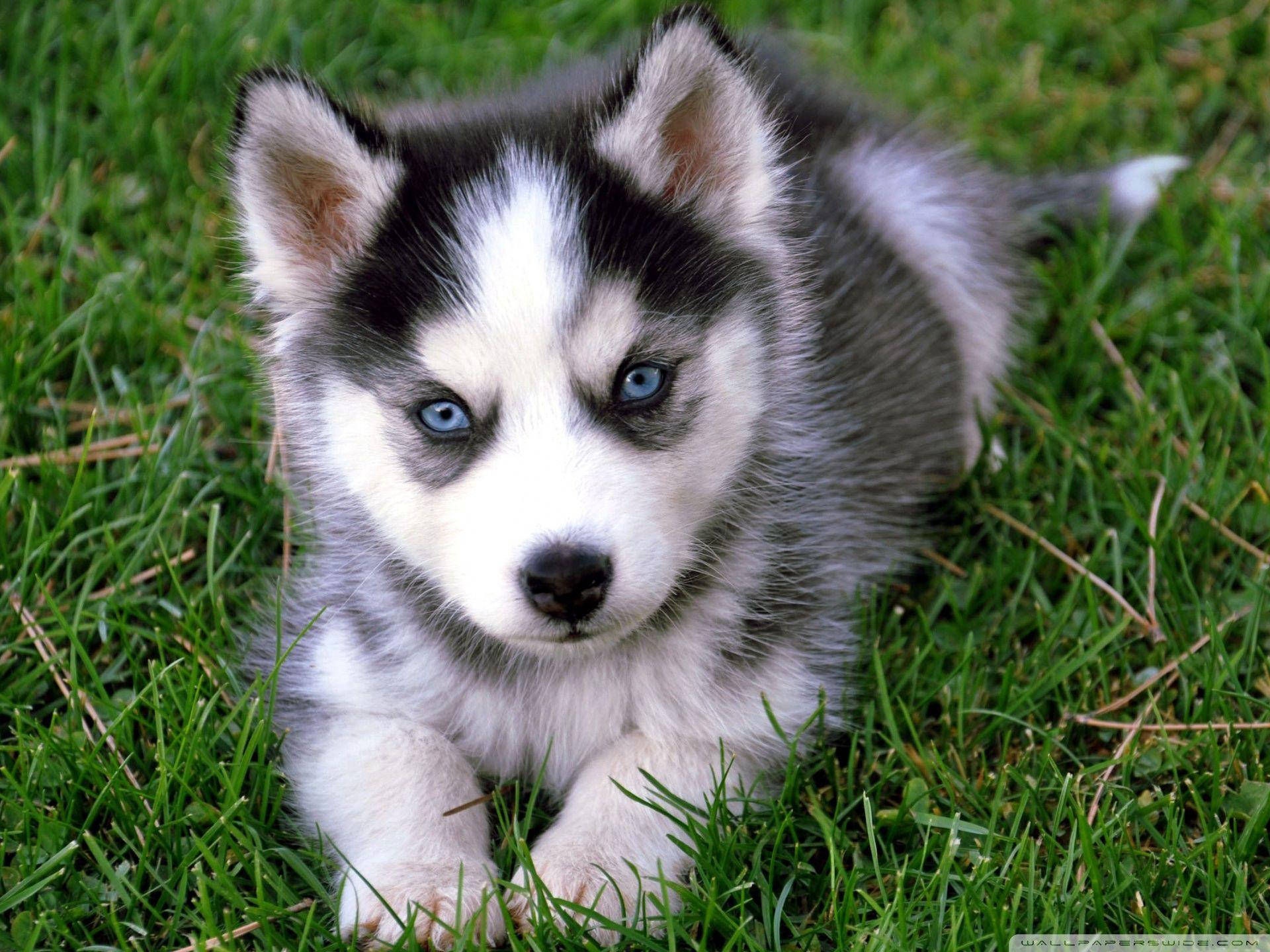 Husky Puppy With Blue Eyes Background