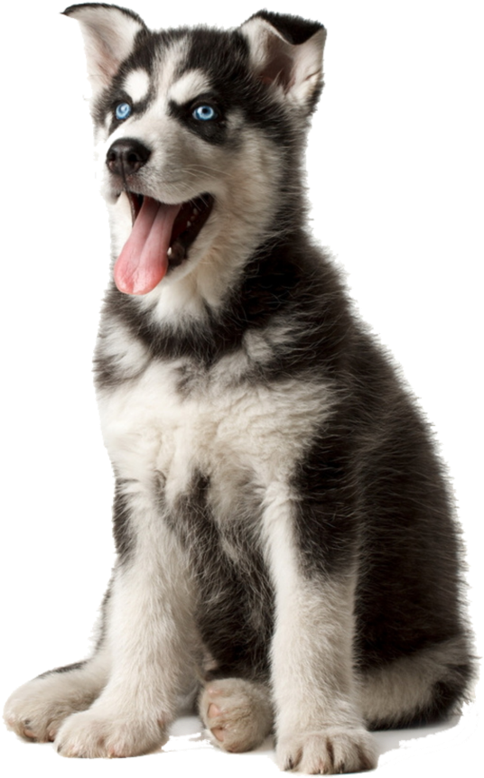 Husky Puppy With Blue Eyes PNG
