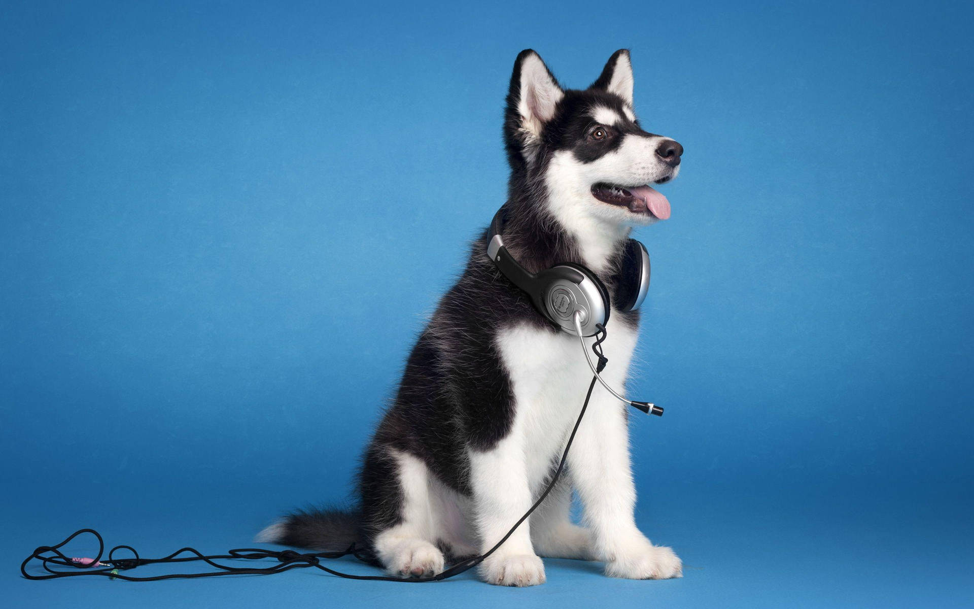 Husky Puppy With Headphones Background