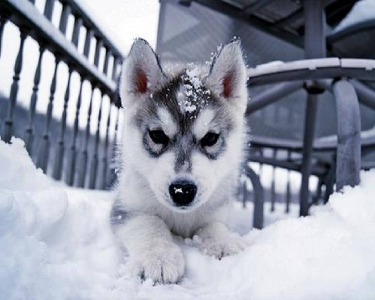 Husky Puppy With Snow Wallpaper
