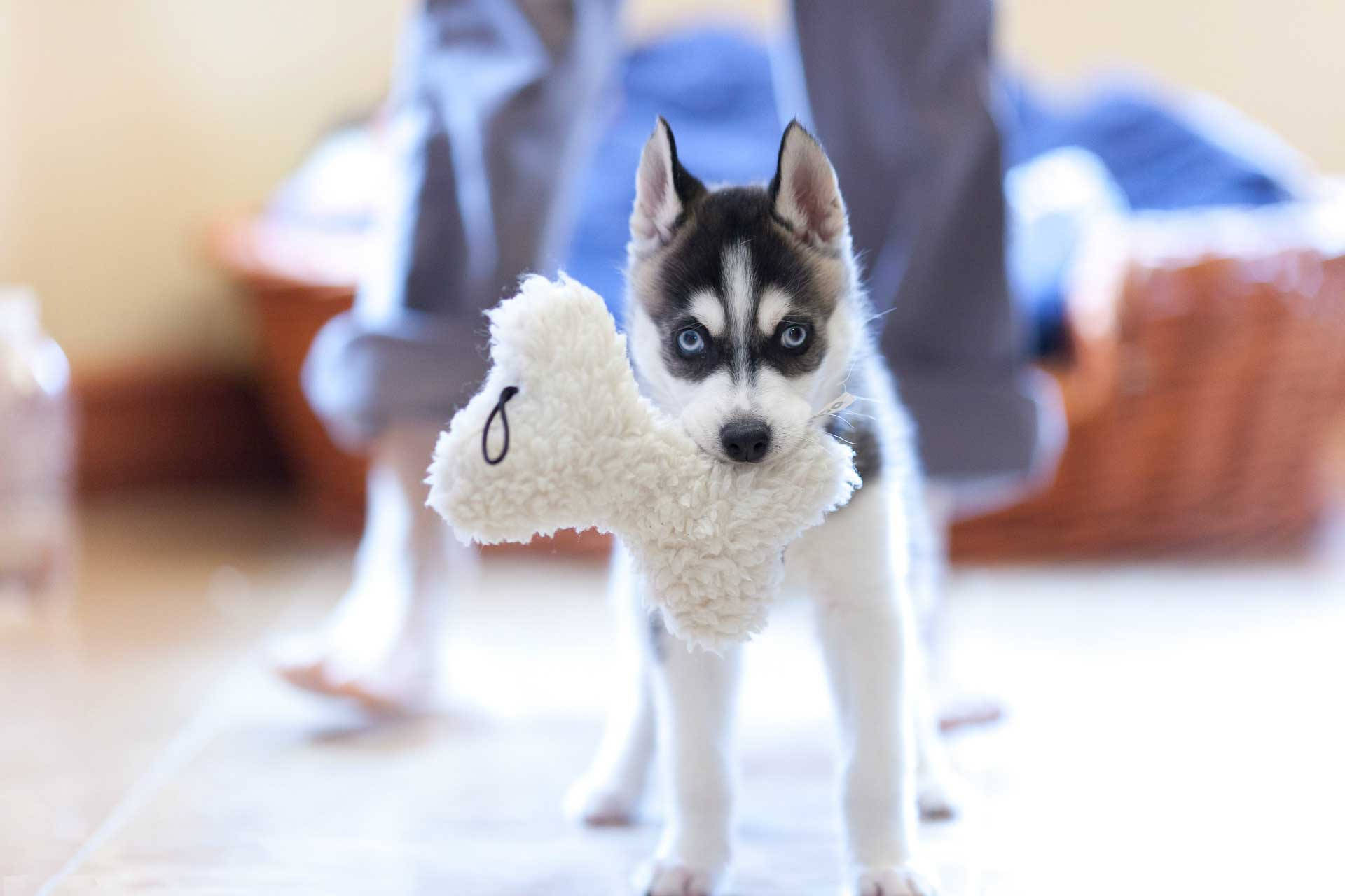 Husky Puppy With Toy Background