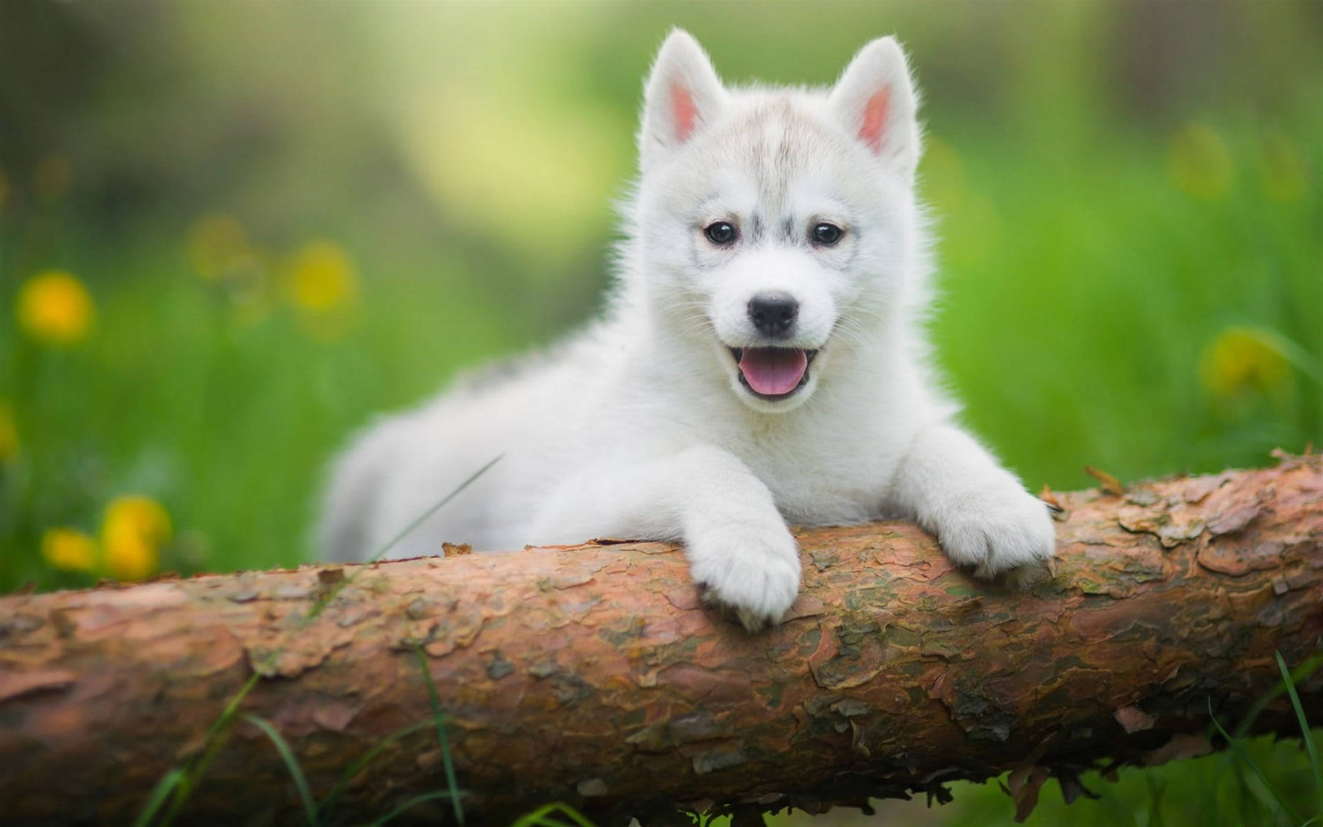 Husky Puppy With Tree Log Background