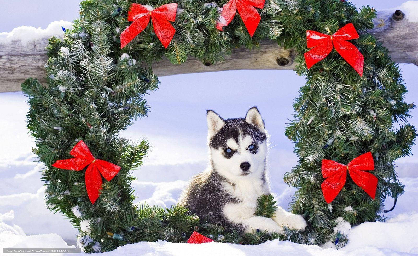 Husky Puppy With Wreath Wallpaper
