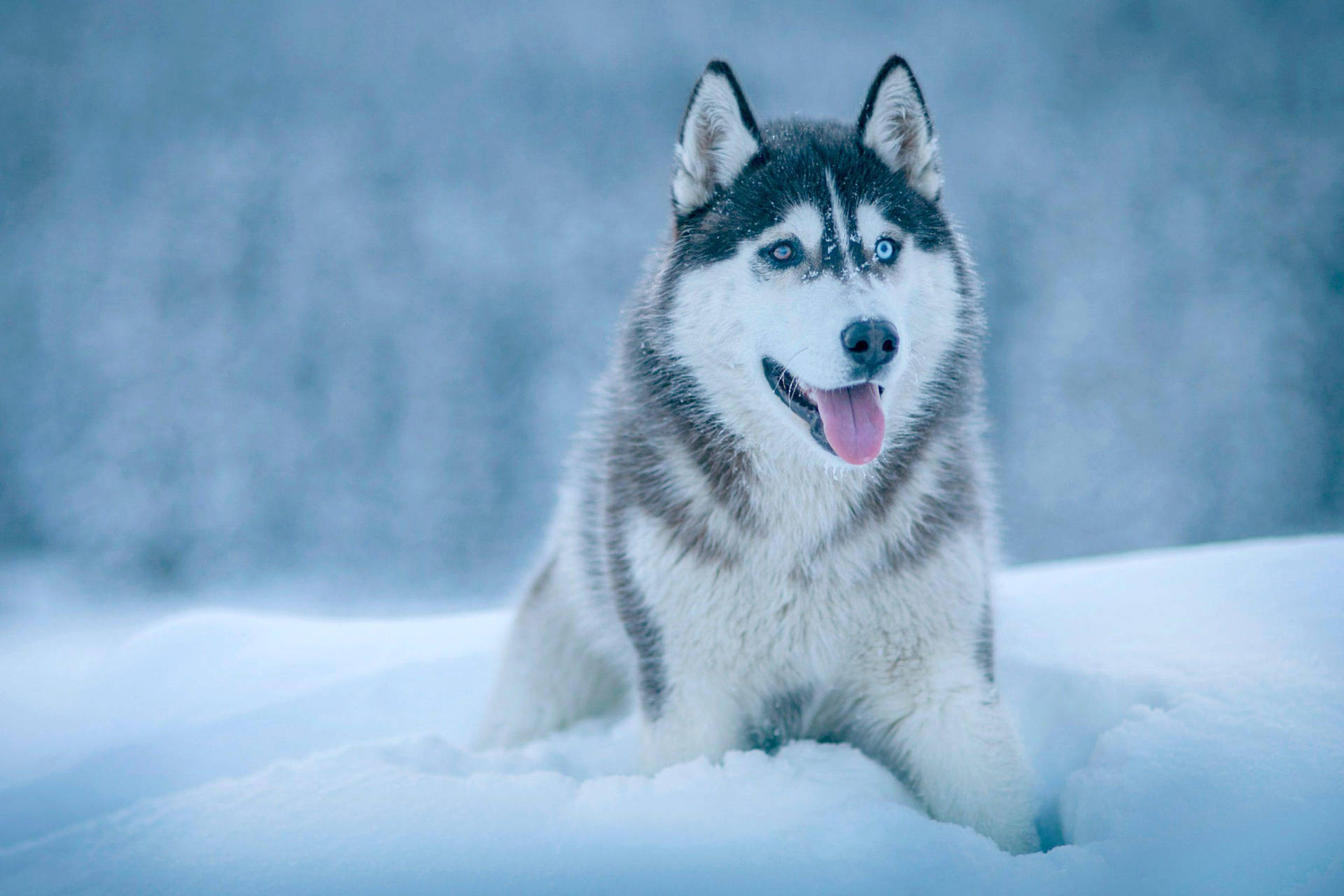 Husky Resting On Pile Of Snow Background