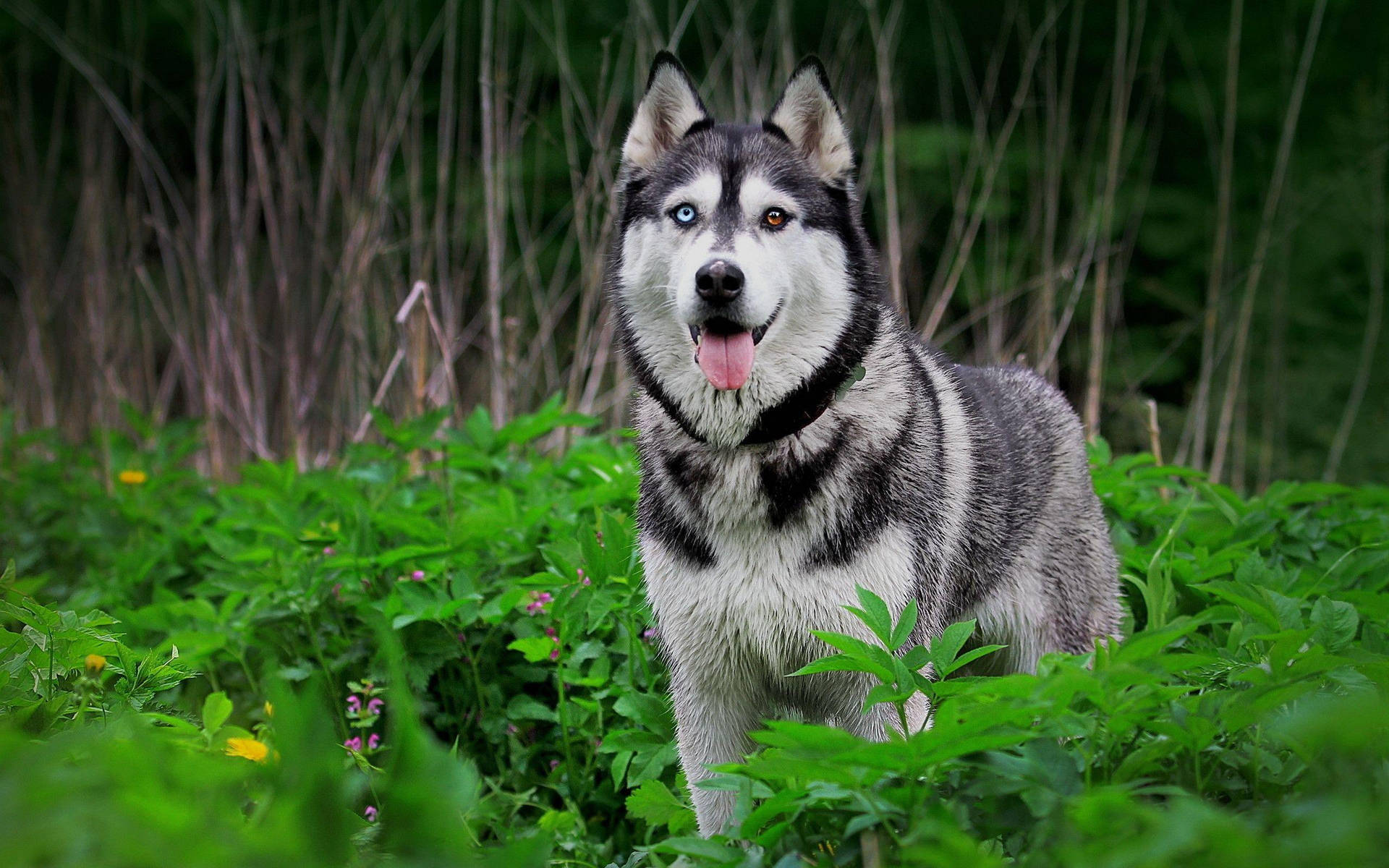 Husky Surrounded By Green Plants Background