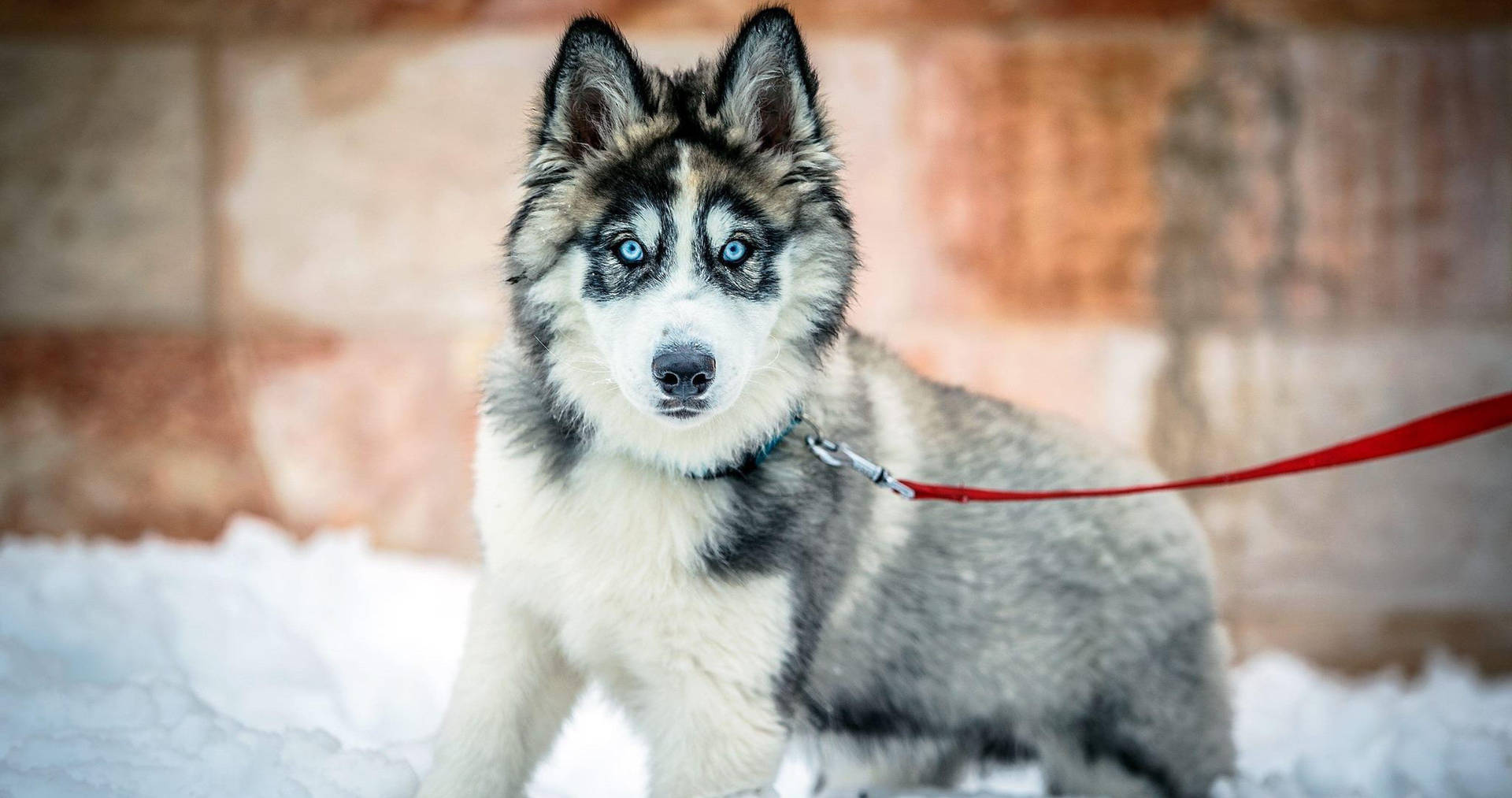 Husky With Bright Blue Eyes Background
