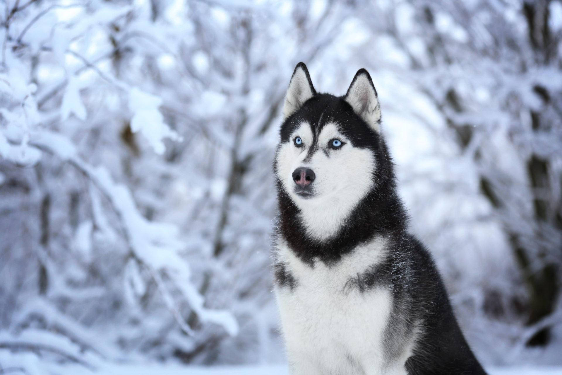 Husky With Snow Covered Trees Wallpaper