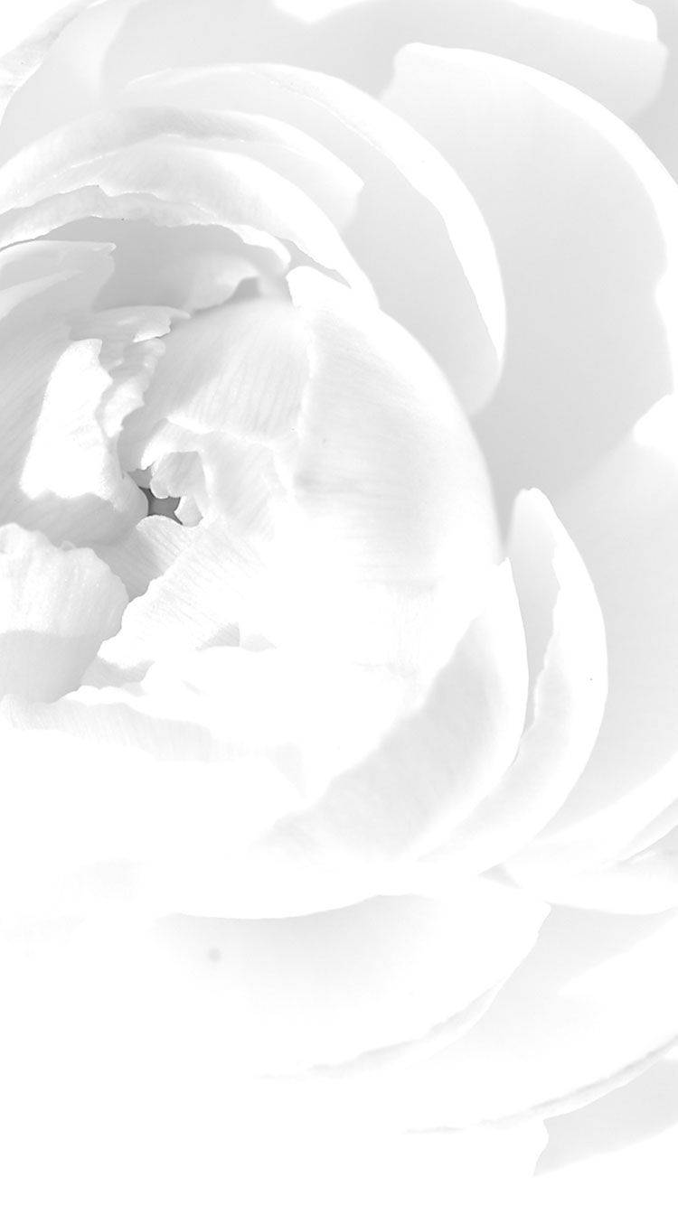 Hvid Blomstrende Rose Iphone Wallpaper