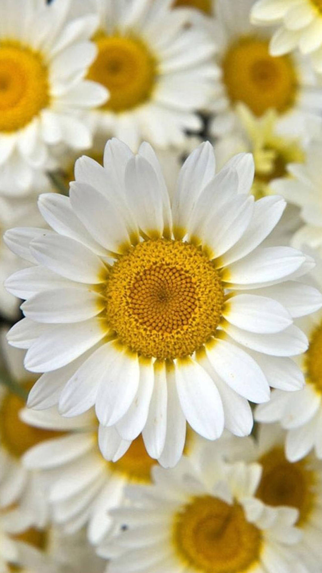 Hvid Daisy Blomst Iphone Wallpaper