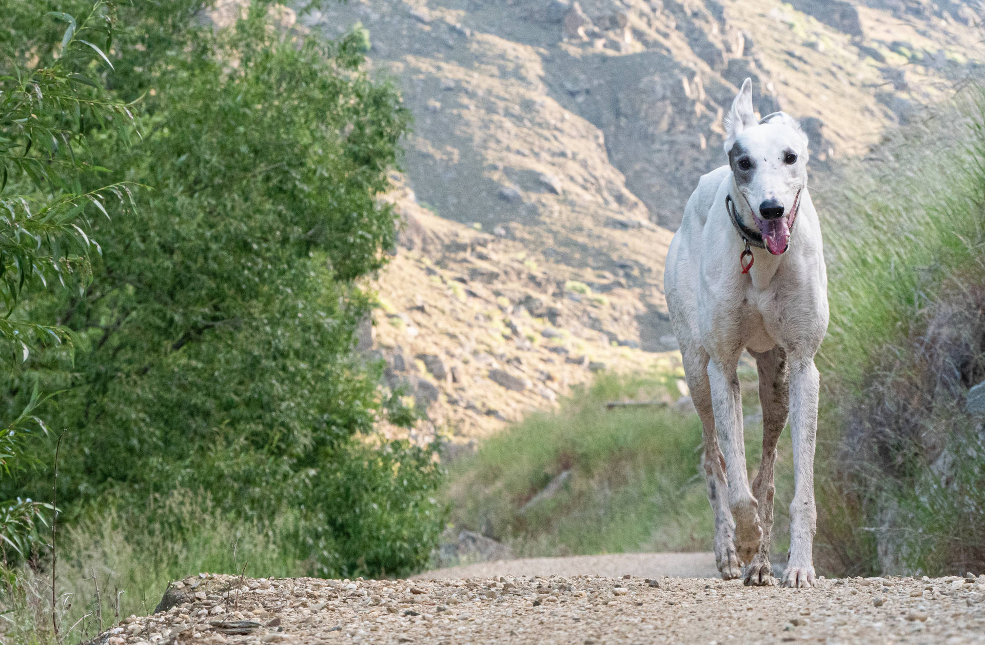 Hvid Greyhound I Naturen Wallpaper