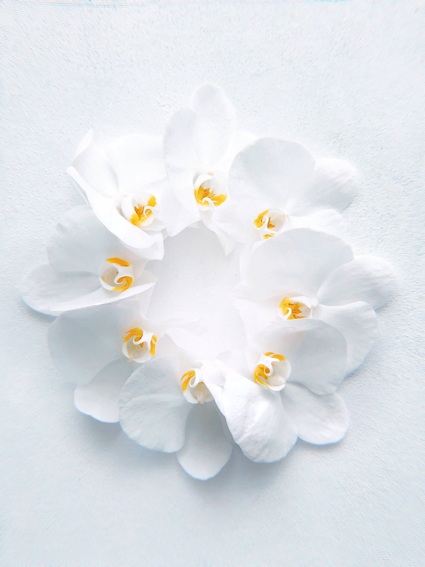 Hvid Hd Petaled Blomst Wallpaper