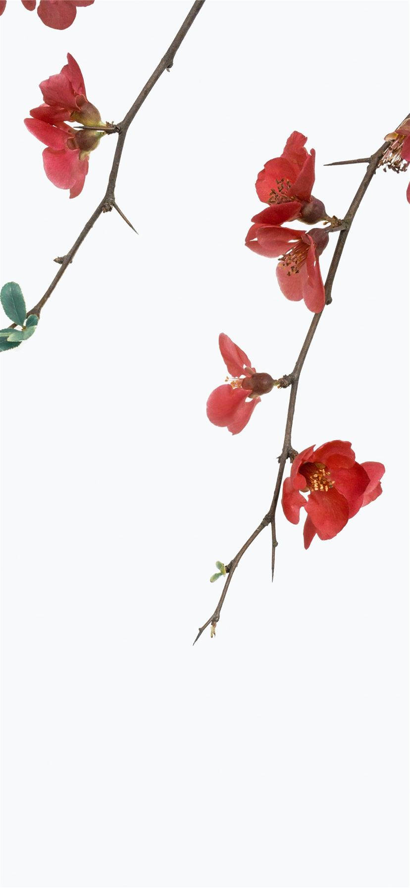 Hvid Med Rød-kronblade Blomster Iphone Wallpaper