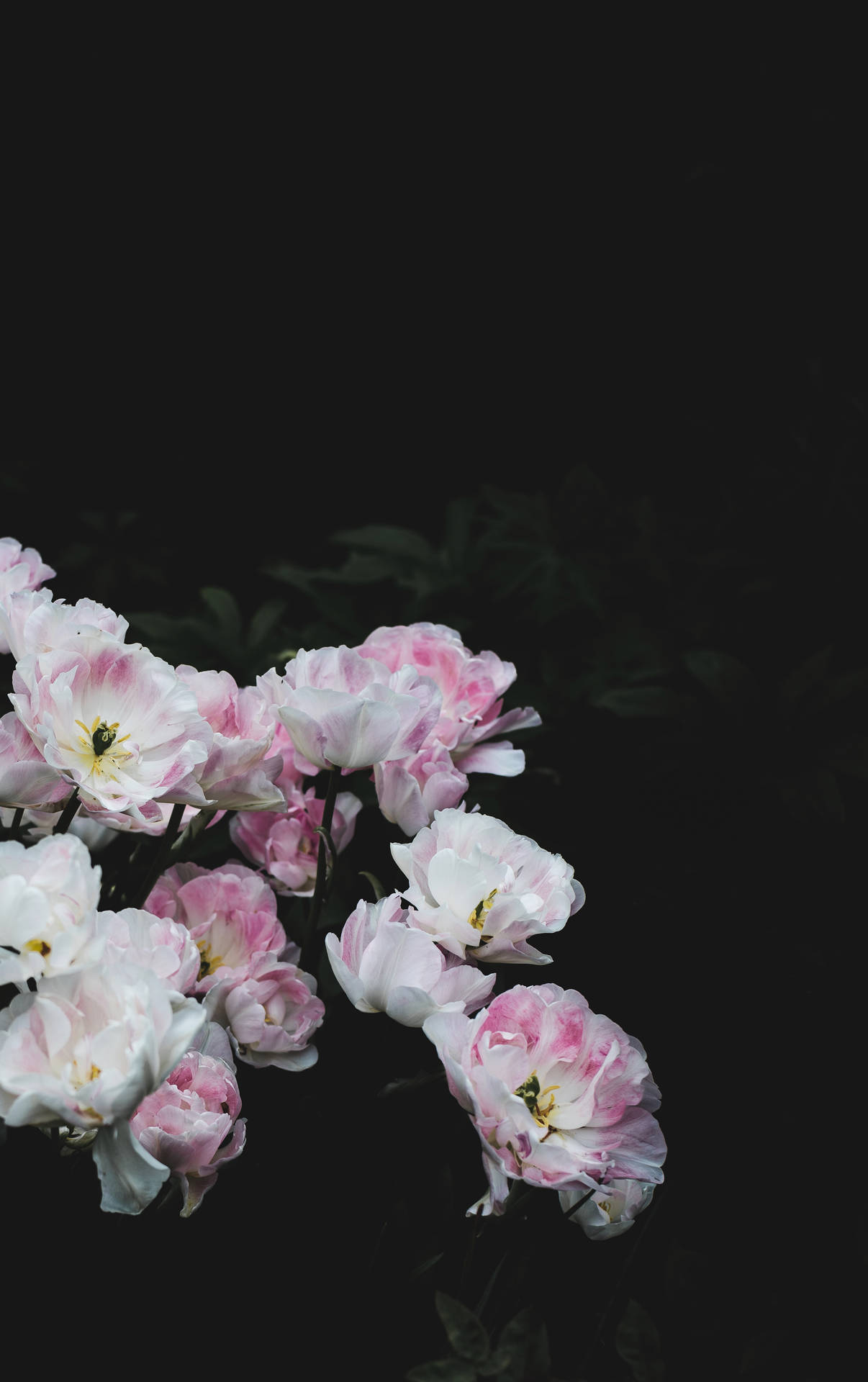 Hvid Pink Blomster På Mørk Wallpaper